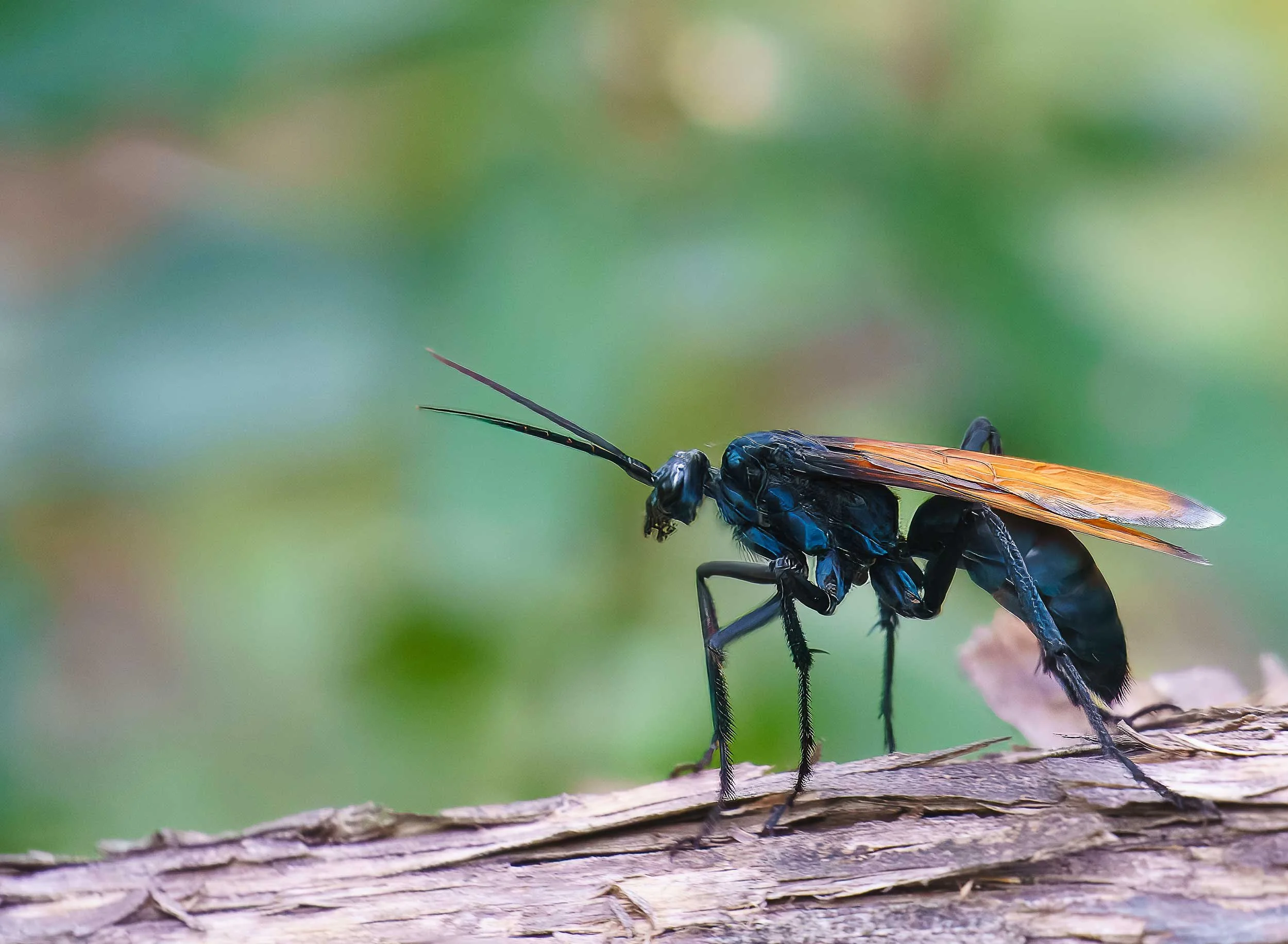 Tarantula Hawk (Genus Pepsis)