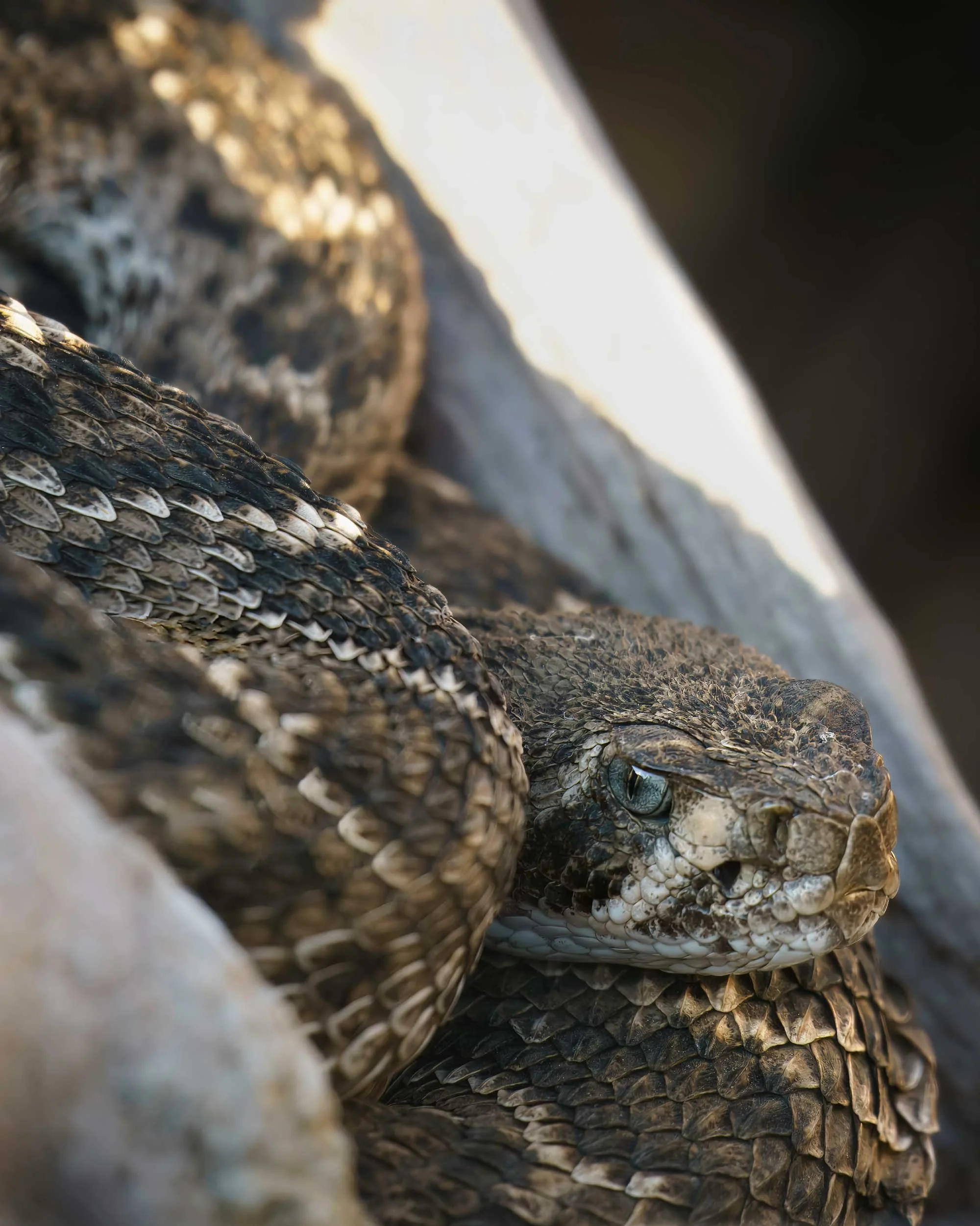 Adult Western Diamondback Rattlesnake (Coiled), Crotalus atrox (Copy)