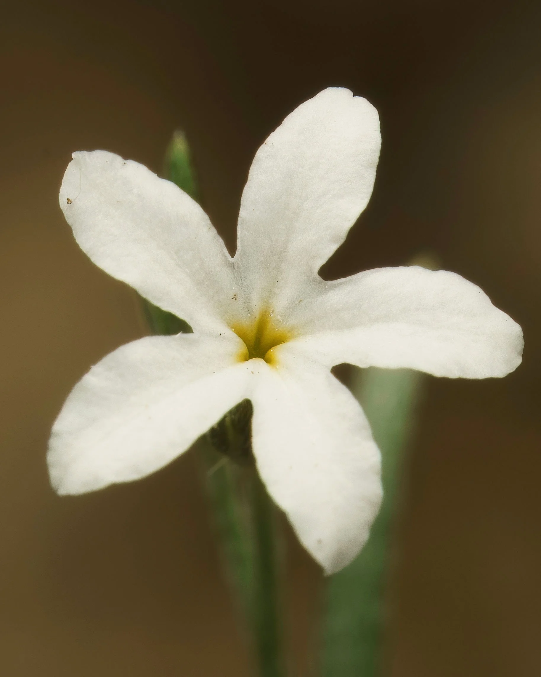 Pasture Heliotrope (Euploca tenella)