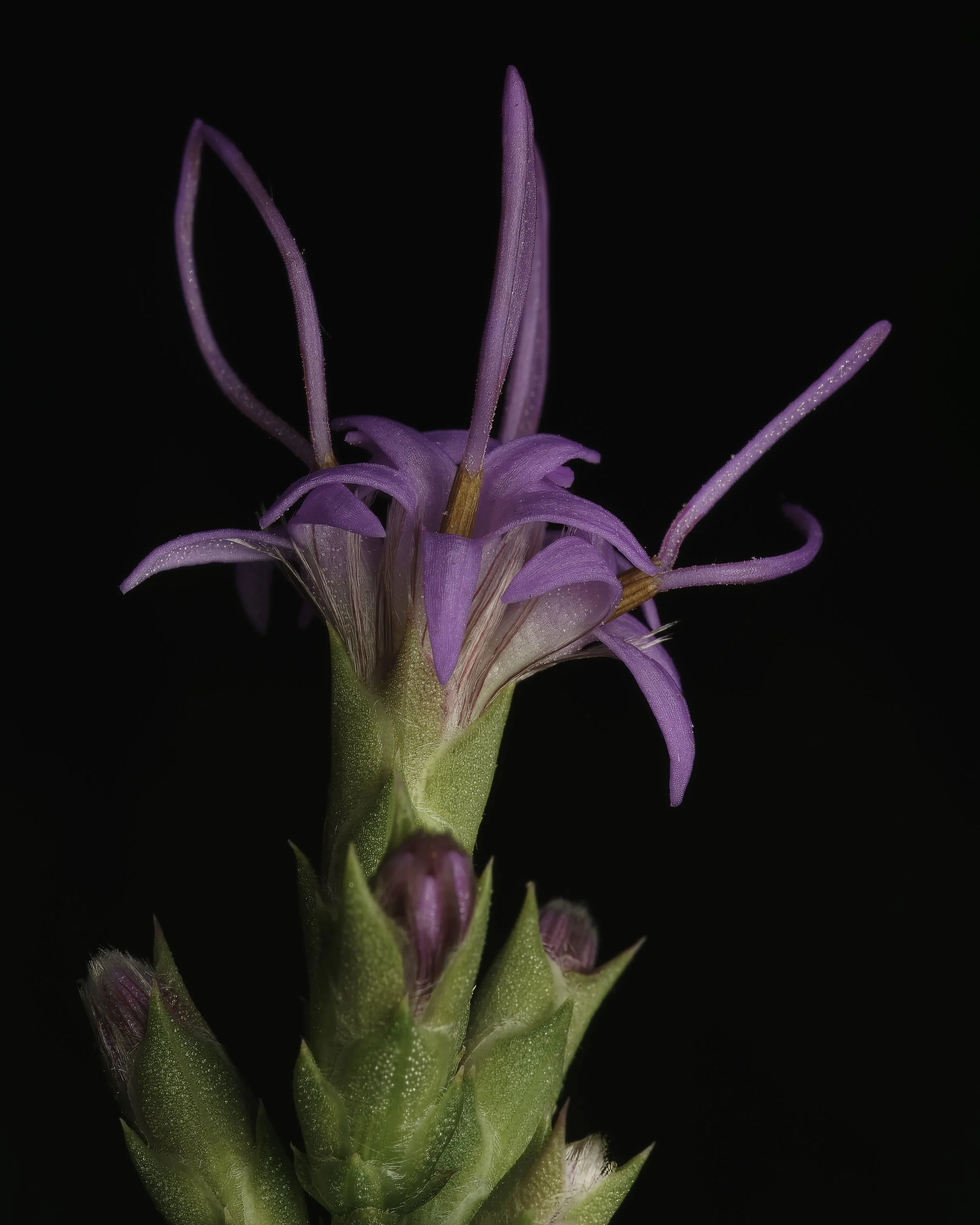 Glandular Blazing Star (Liatris glandulosa)