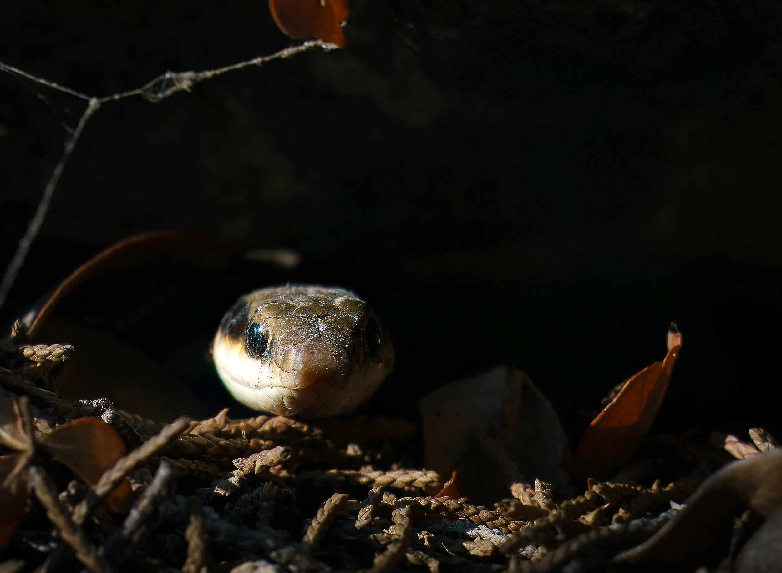 Texas Patch-Nosed Snake, Salvadora lineata