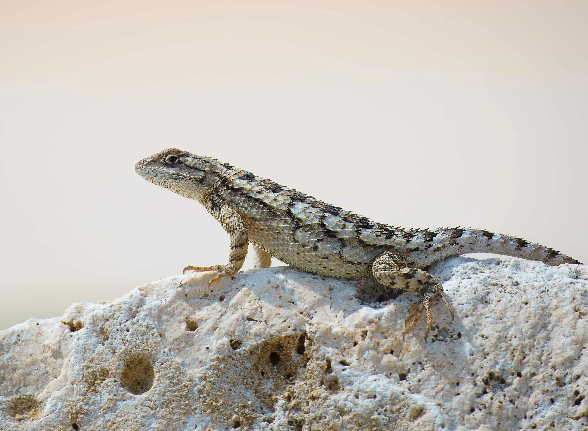 Female Texas Spiny Lizard, Sceloporus olivaceus