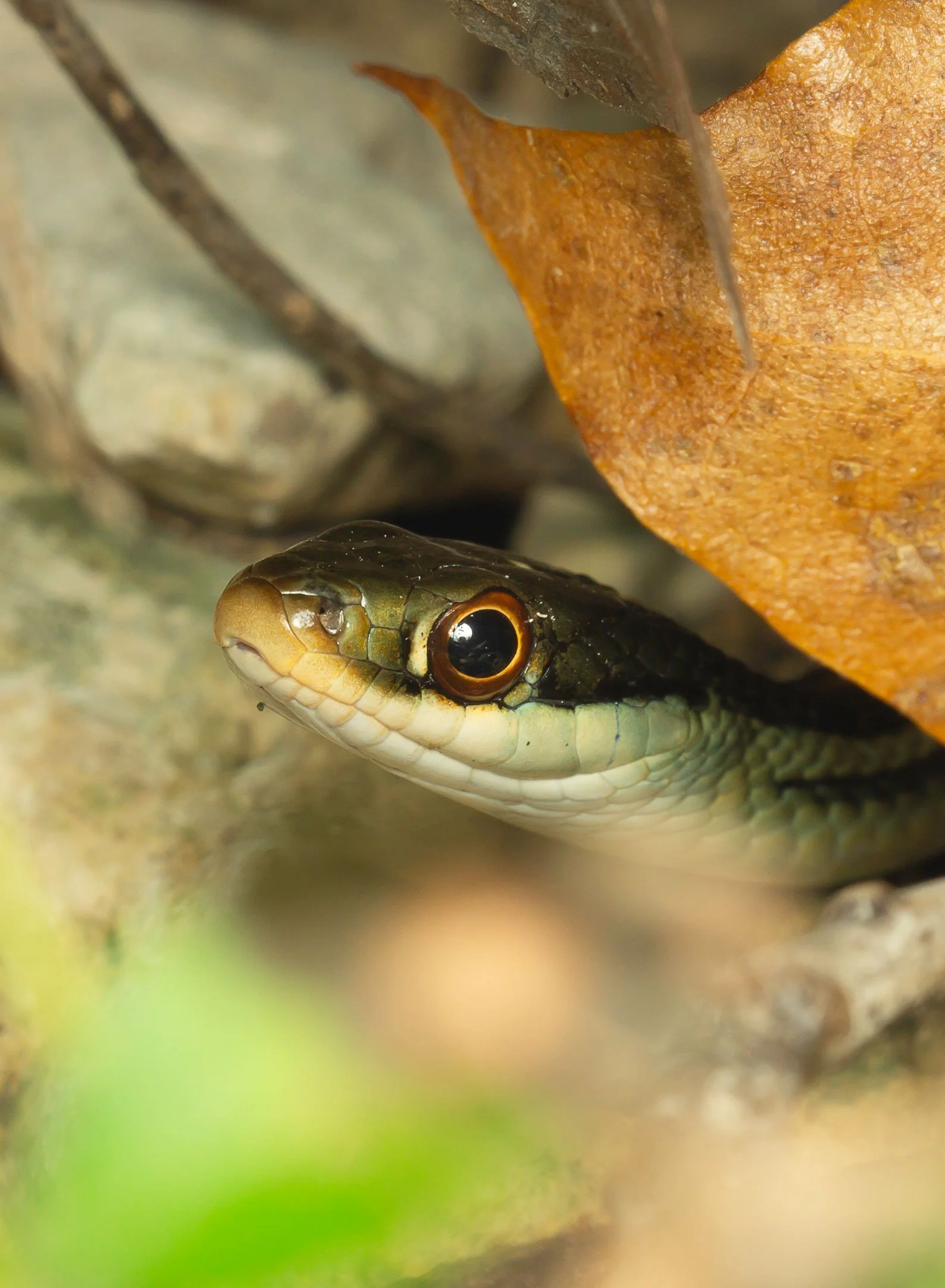 Red-Striped Ribbon Snake, Thamnophis proximus rubrilineatus