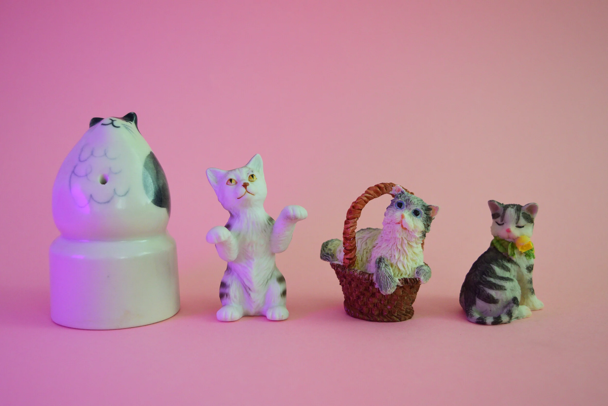 Grey cats 1.jpg