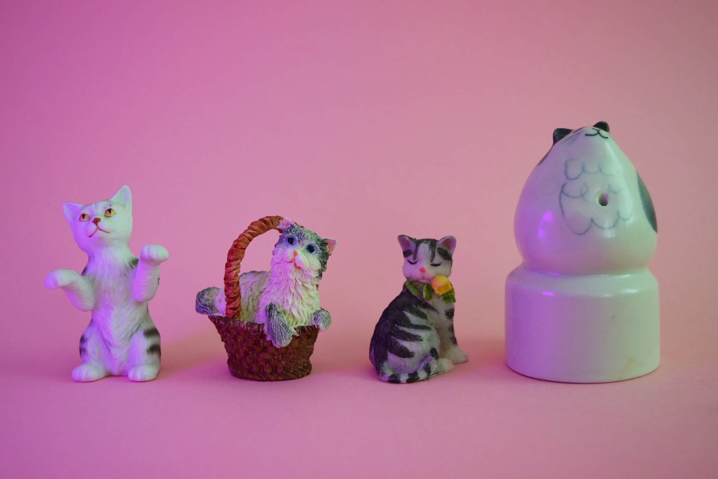 Grey cats 4.jpg