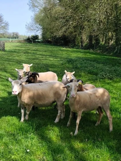 WhatsApp Image 2026-04-09 at 10.18.38 (1).jpeg