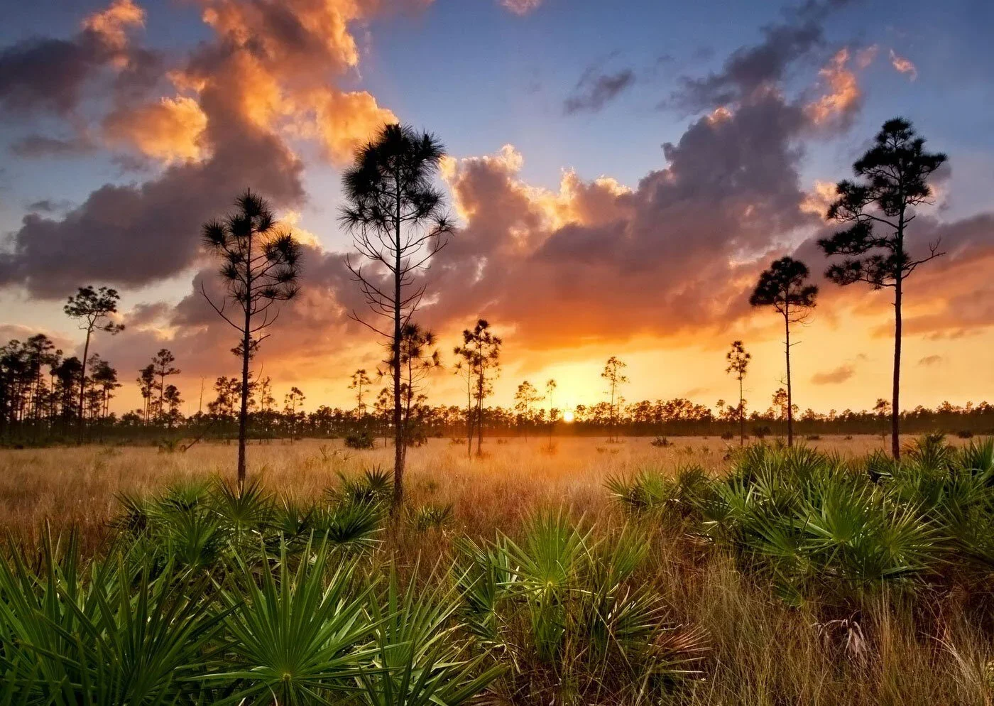 TAP to Florida! // November 14-23