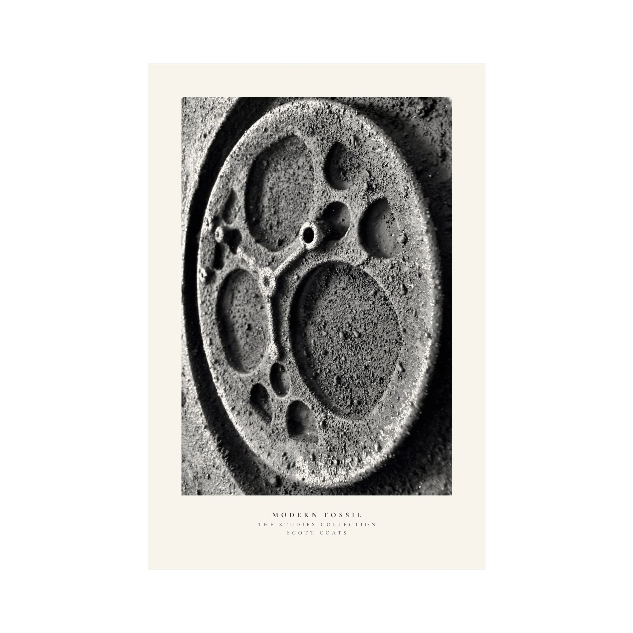 MODERN FOSSIL