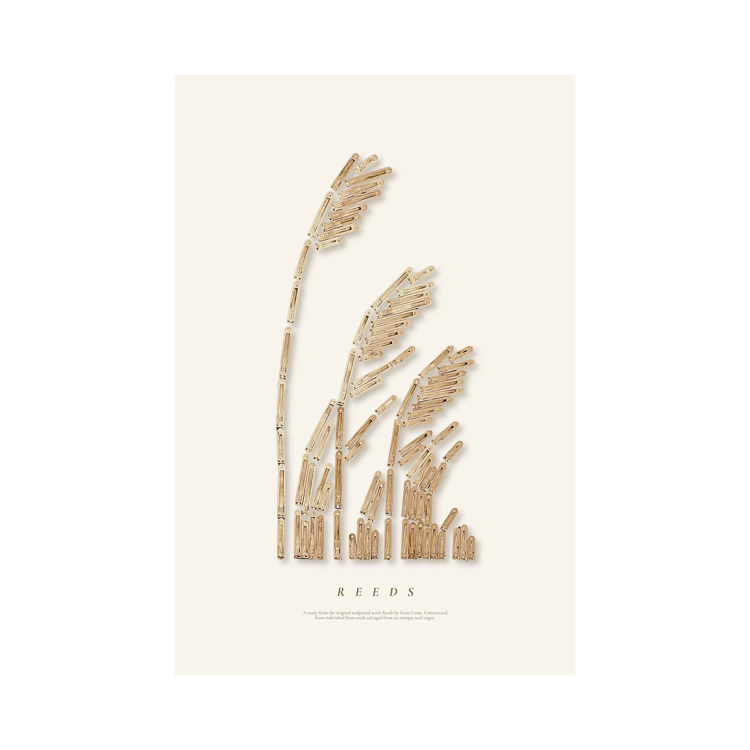 REEDS