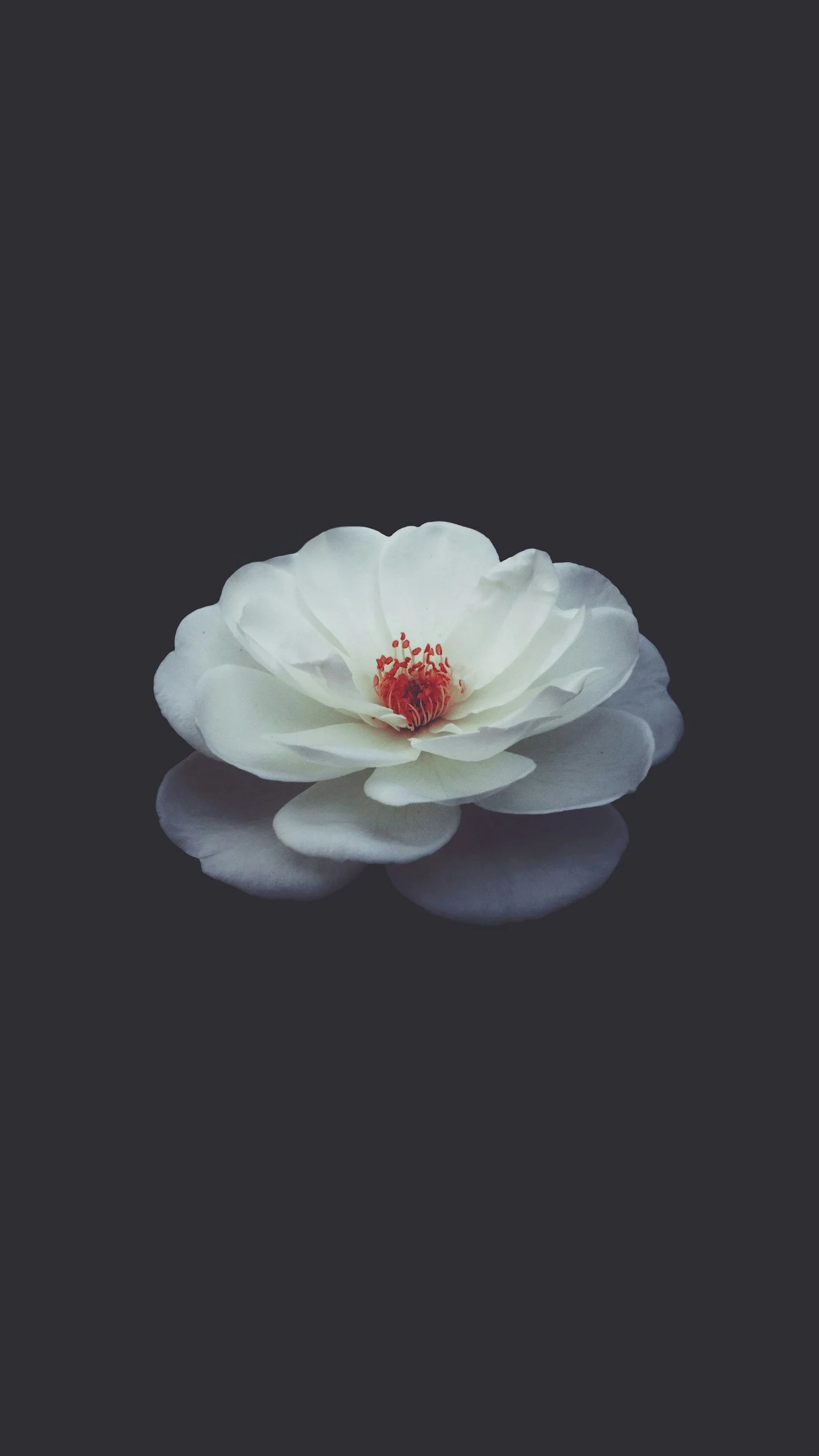 Flora in La Traviata