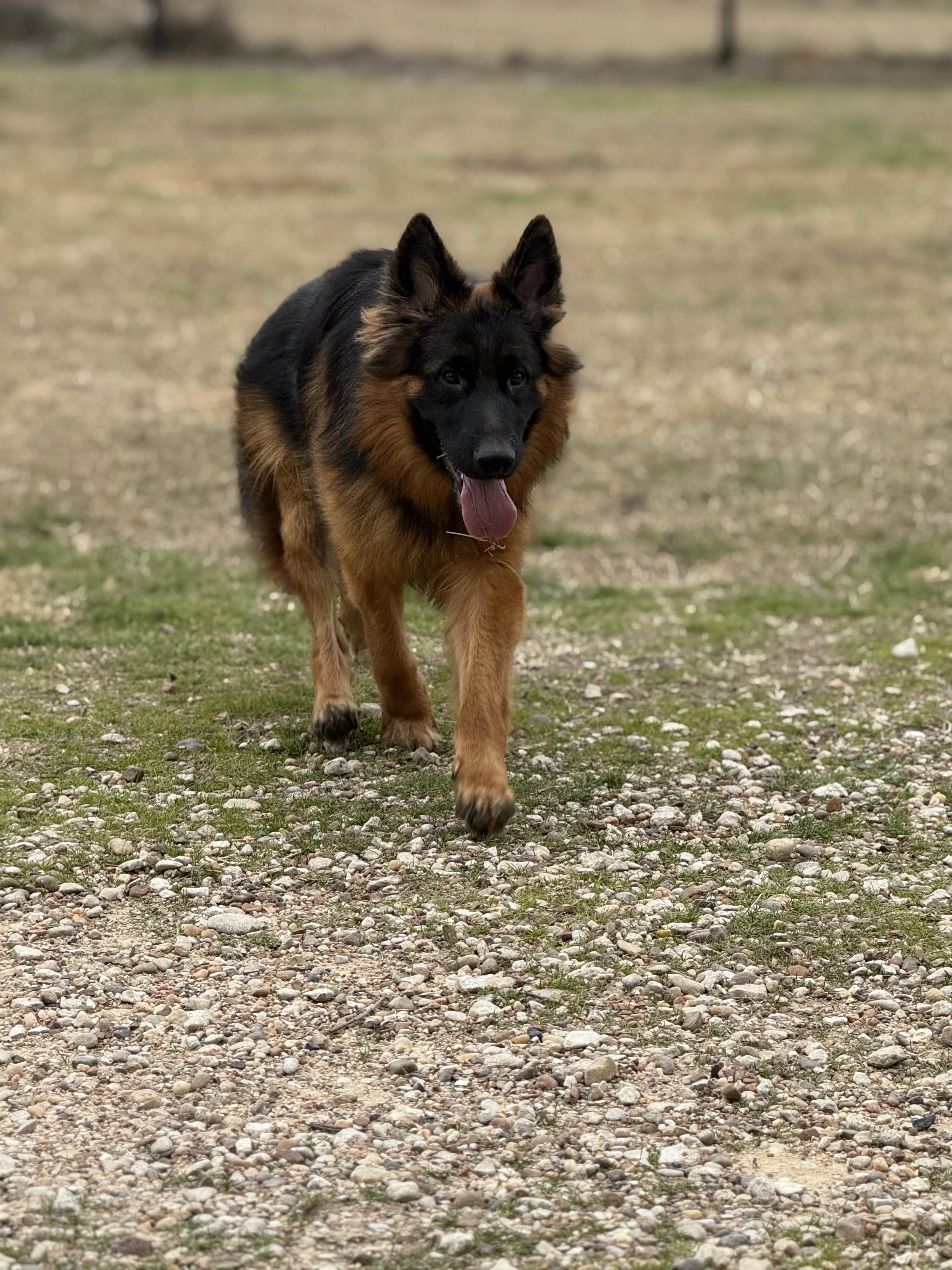 A German Shepherd dog walking on a grassy, rocky field.