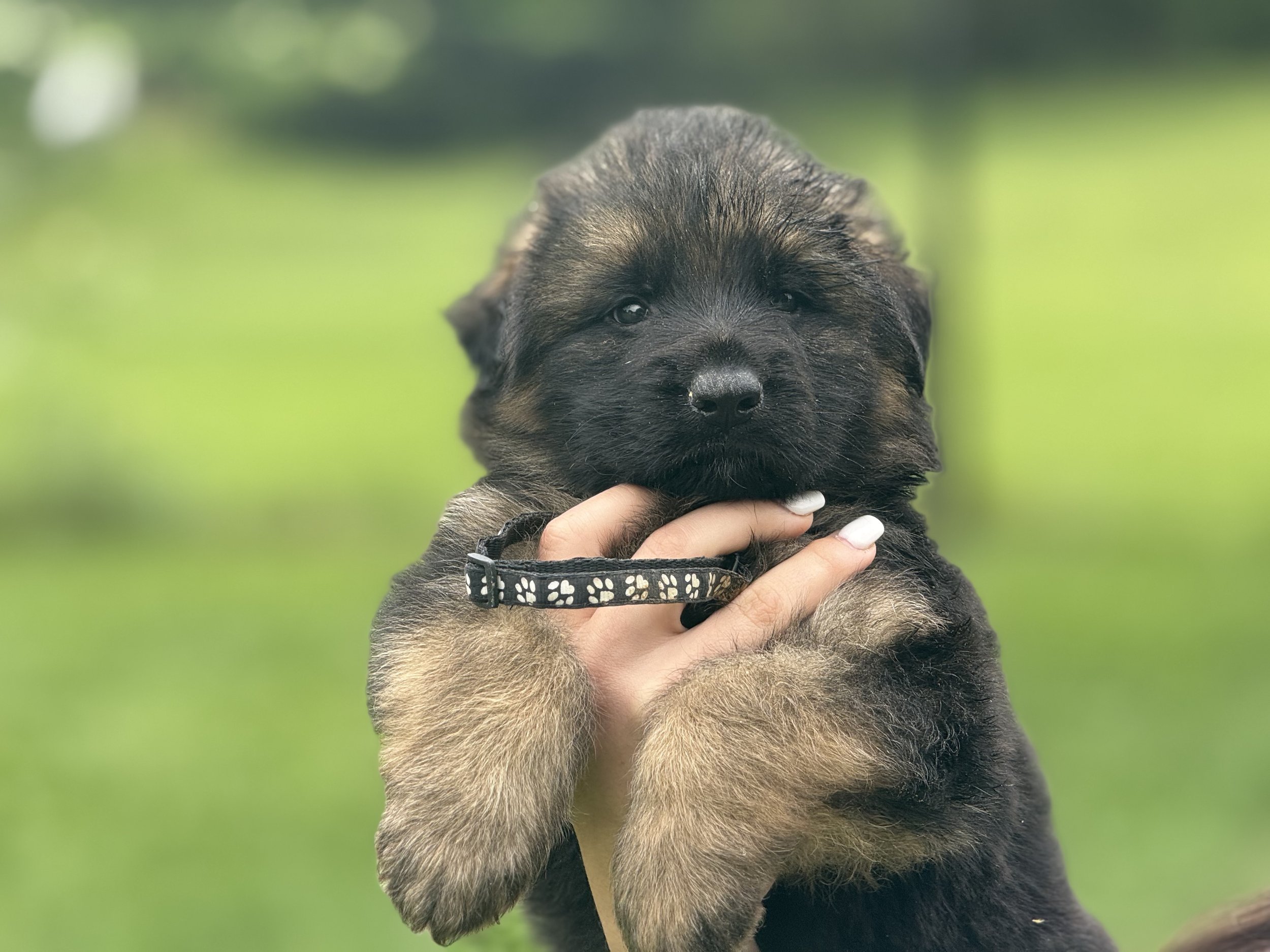 Lara Black Collar Male