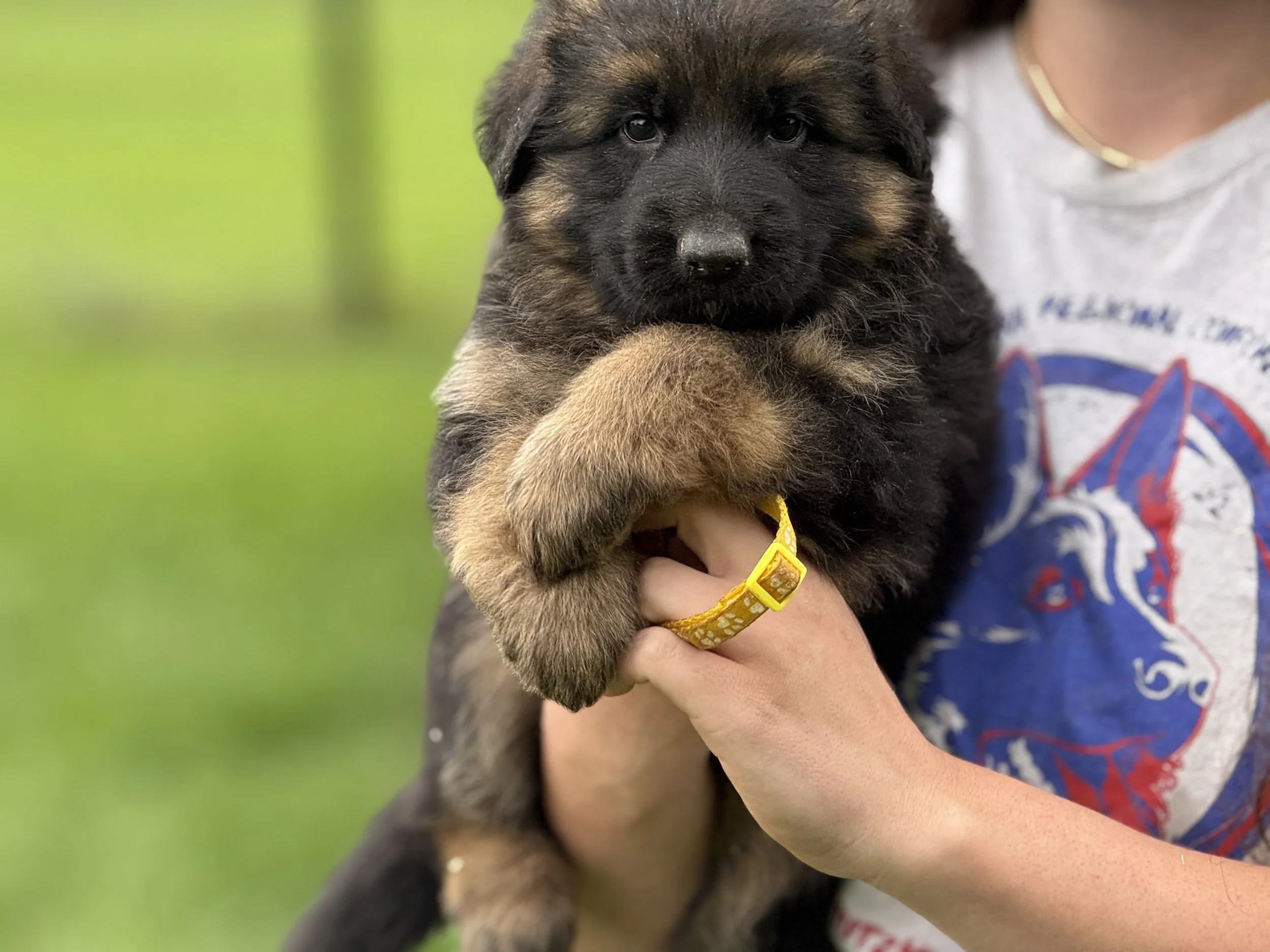 Lara Yellow Collar Female