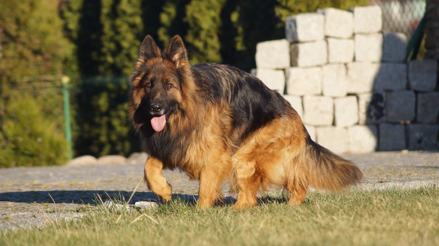 Long coat german shepherd puppy in houston