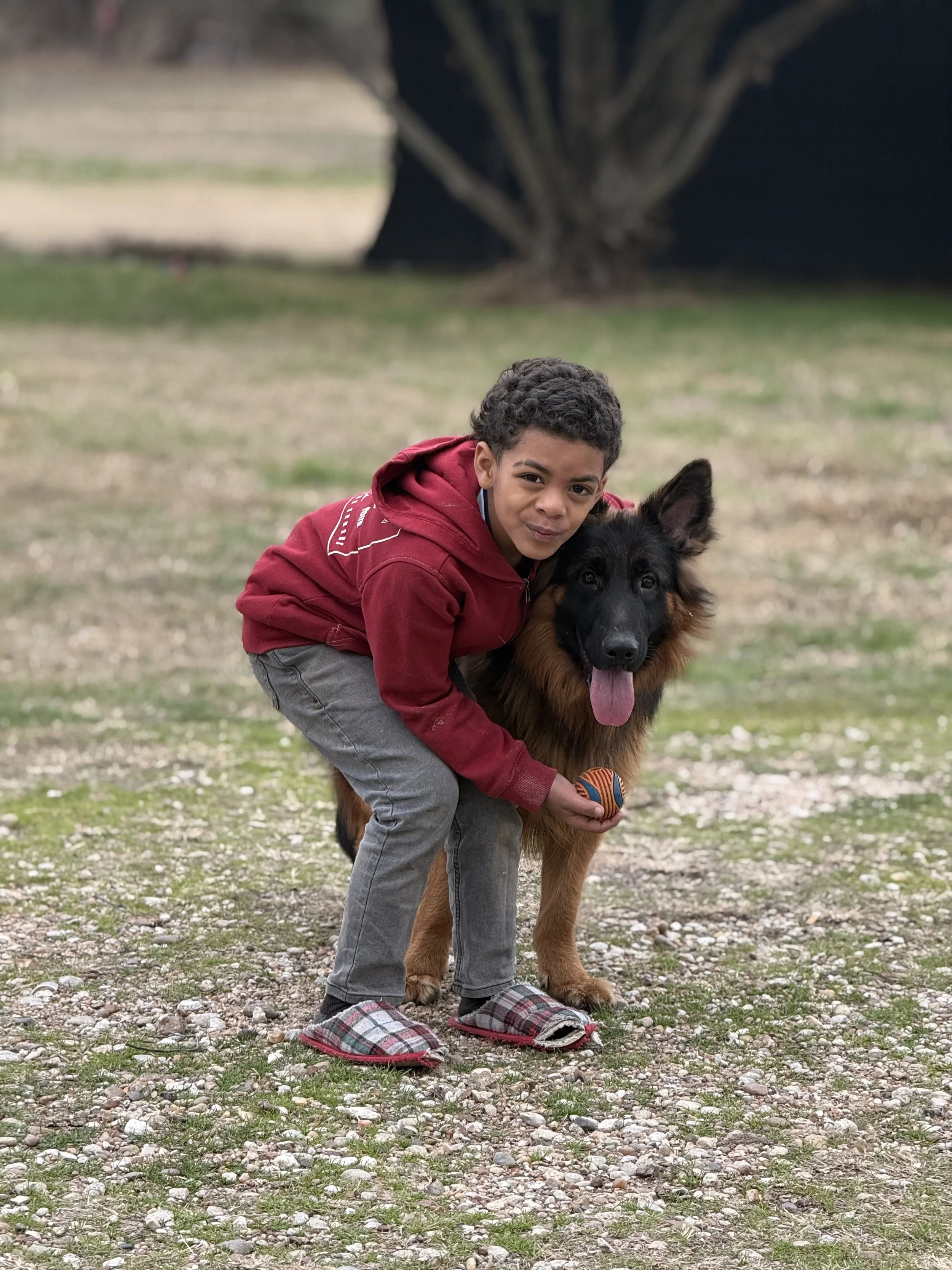 A young boy in a red hoodie and gray pants crouches next to a large German Shepherd dog holding a ball in his hand outdoors on a grassy, pebbled field.