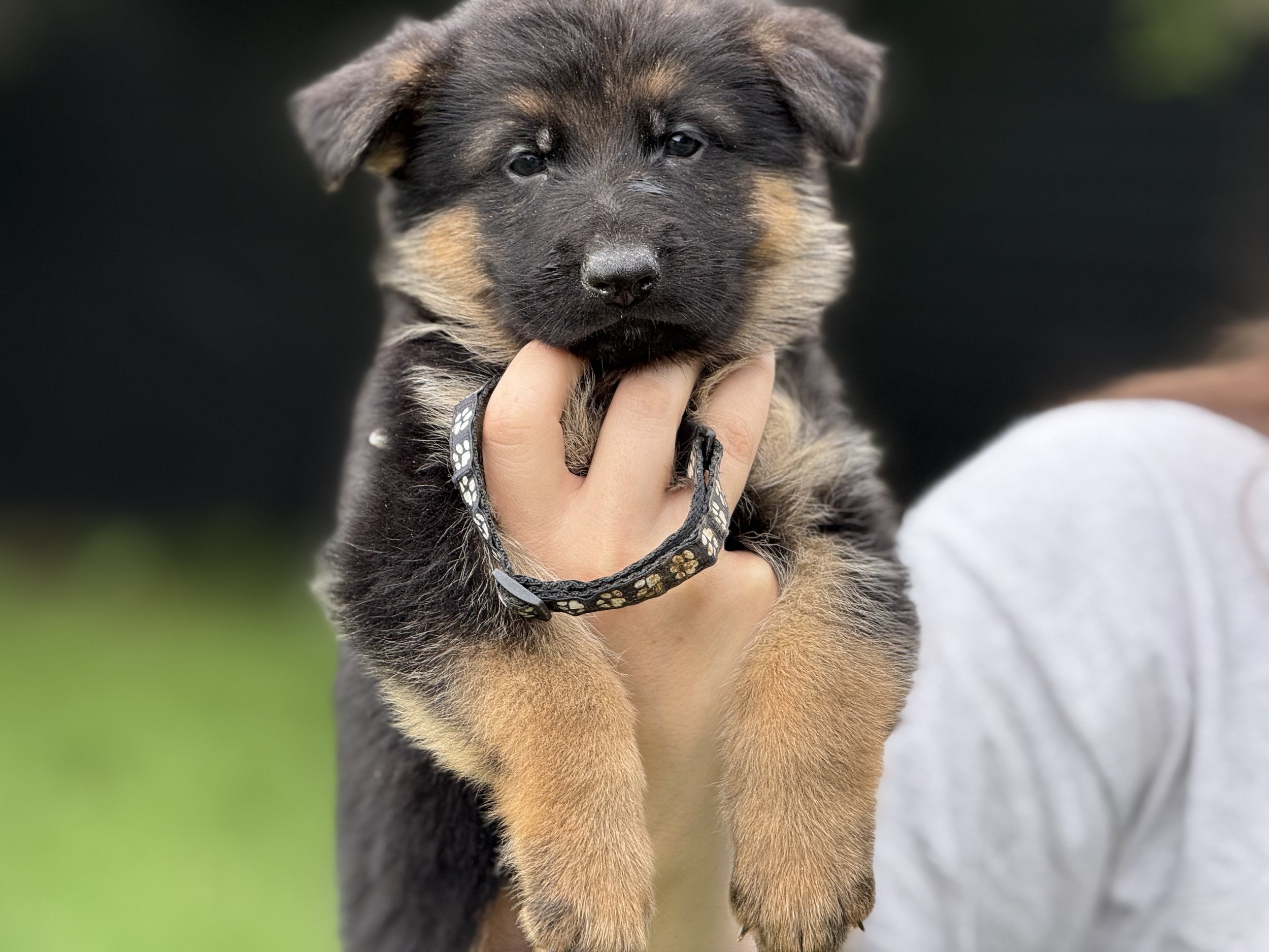 Black Collar Male