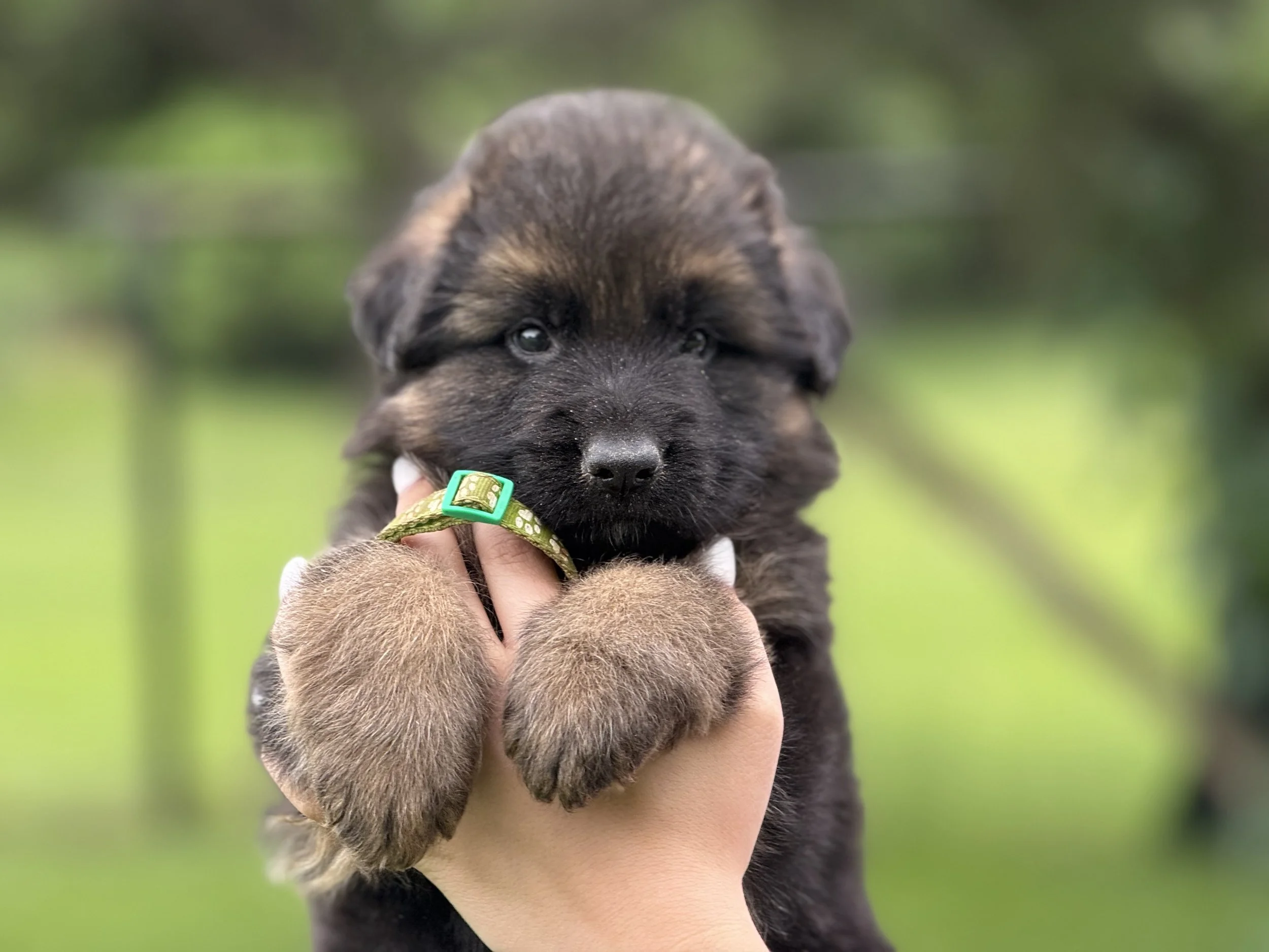 Lara Green Collar Male