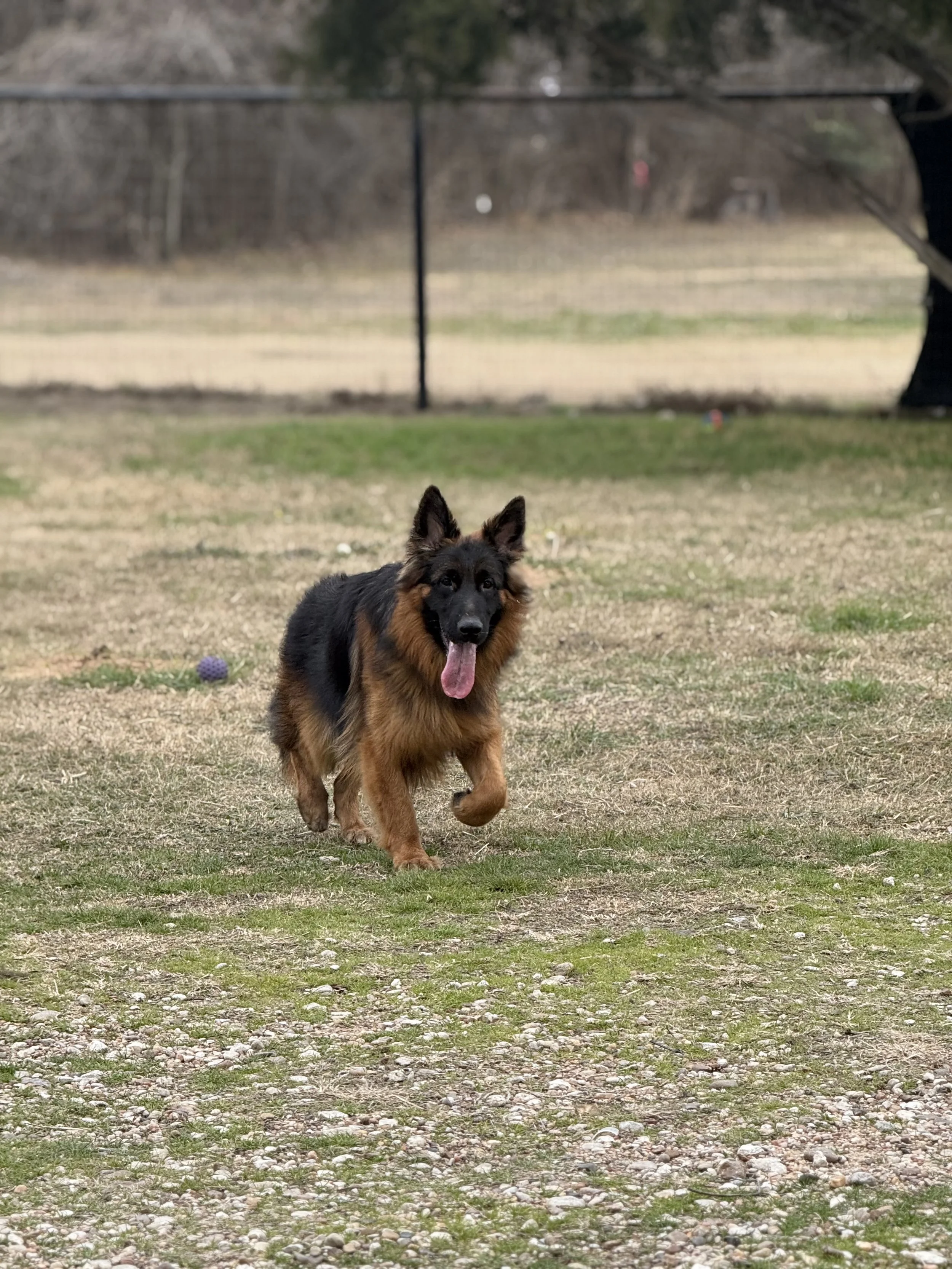 A playful German Shepherd dog running on a patchy grassy yard with a fence and trees in the background.