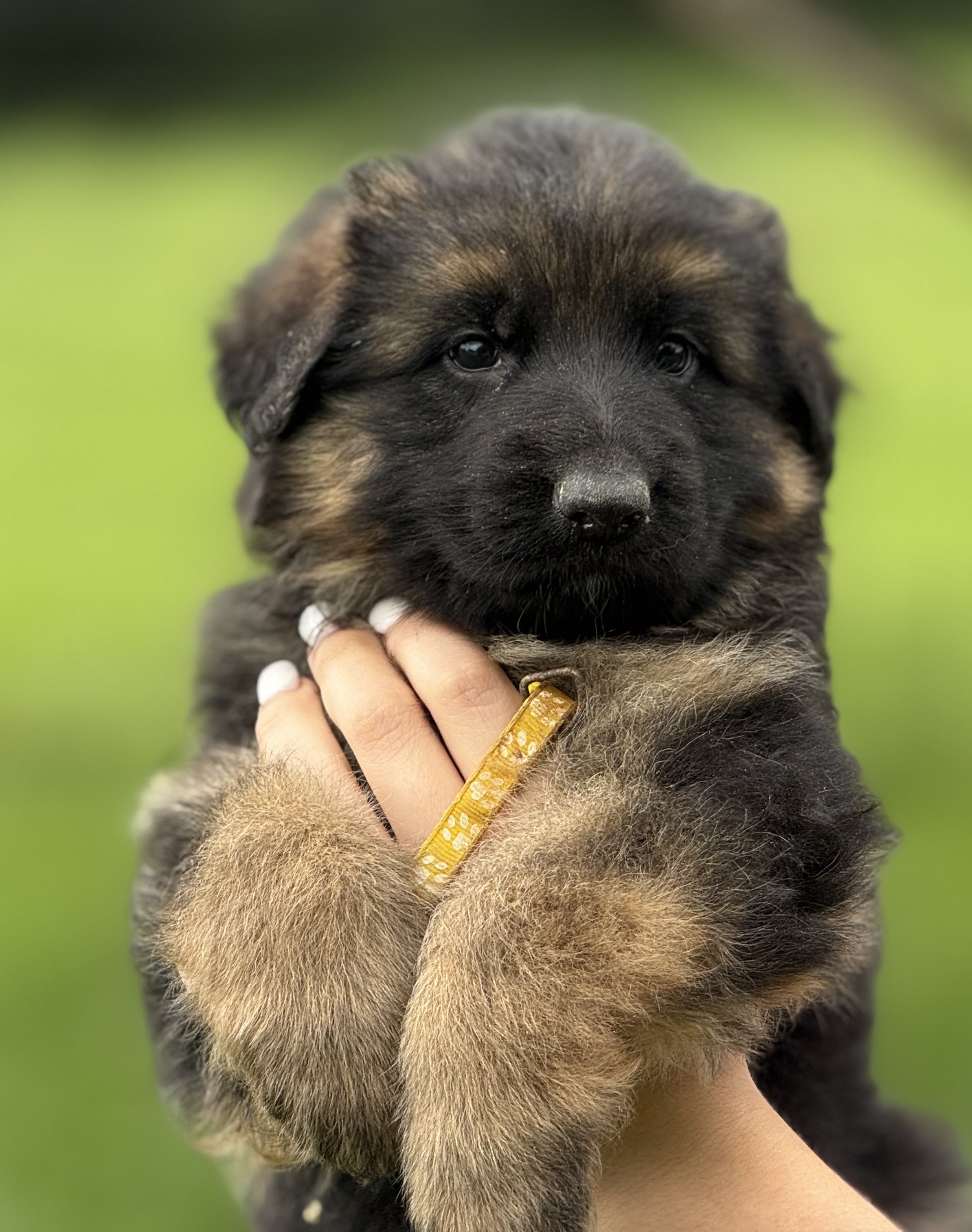 Lara Yellow Collar Female