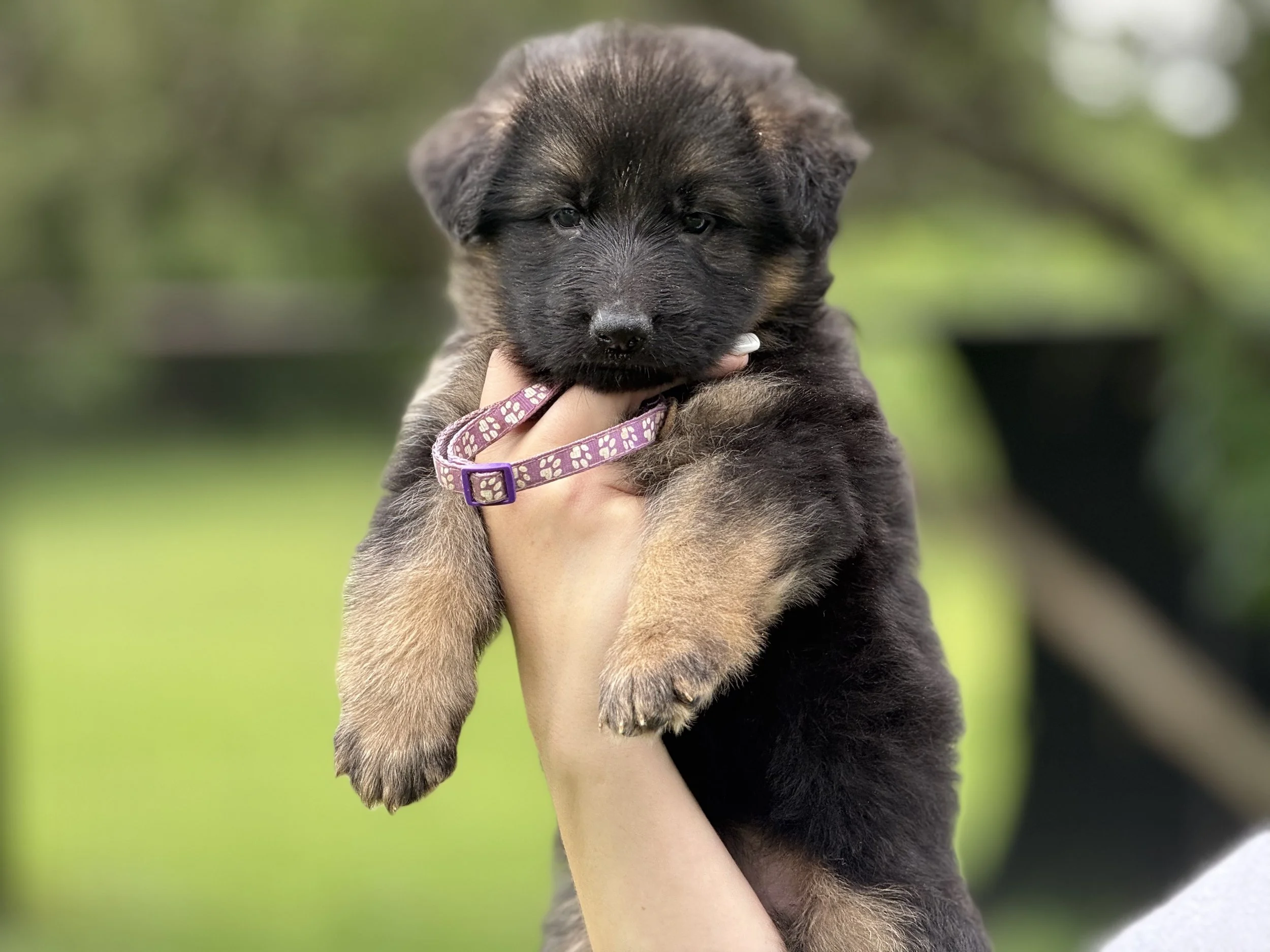 Purple Collar Female