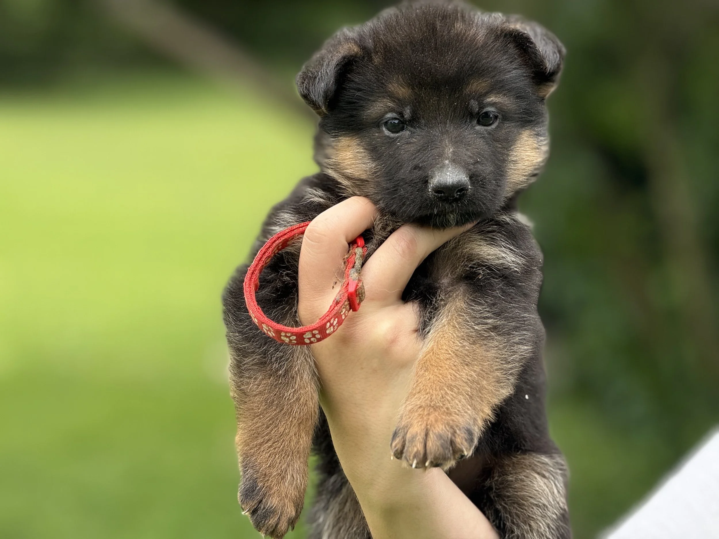 Red Collar Male