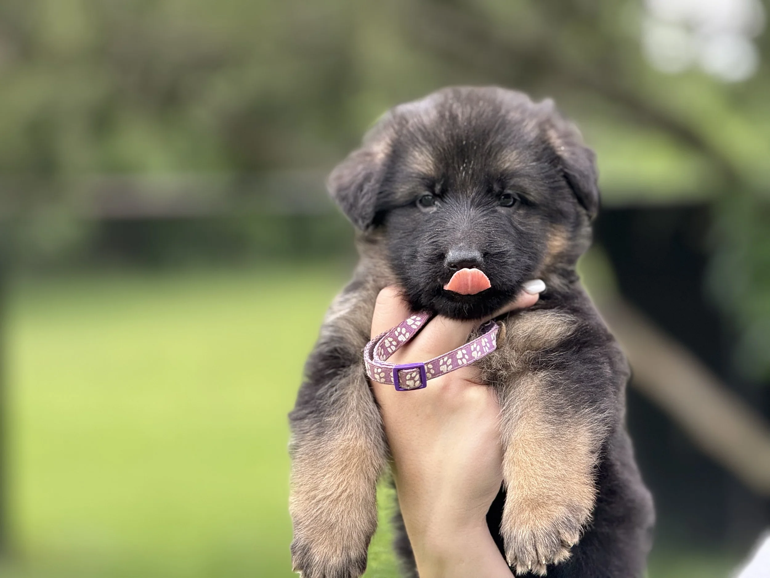 Purple Collar Female