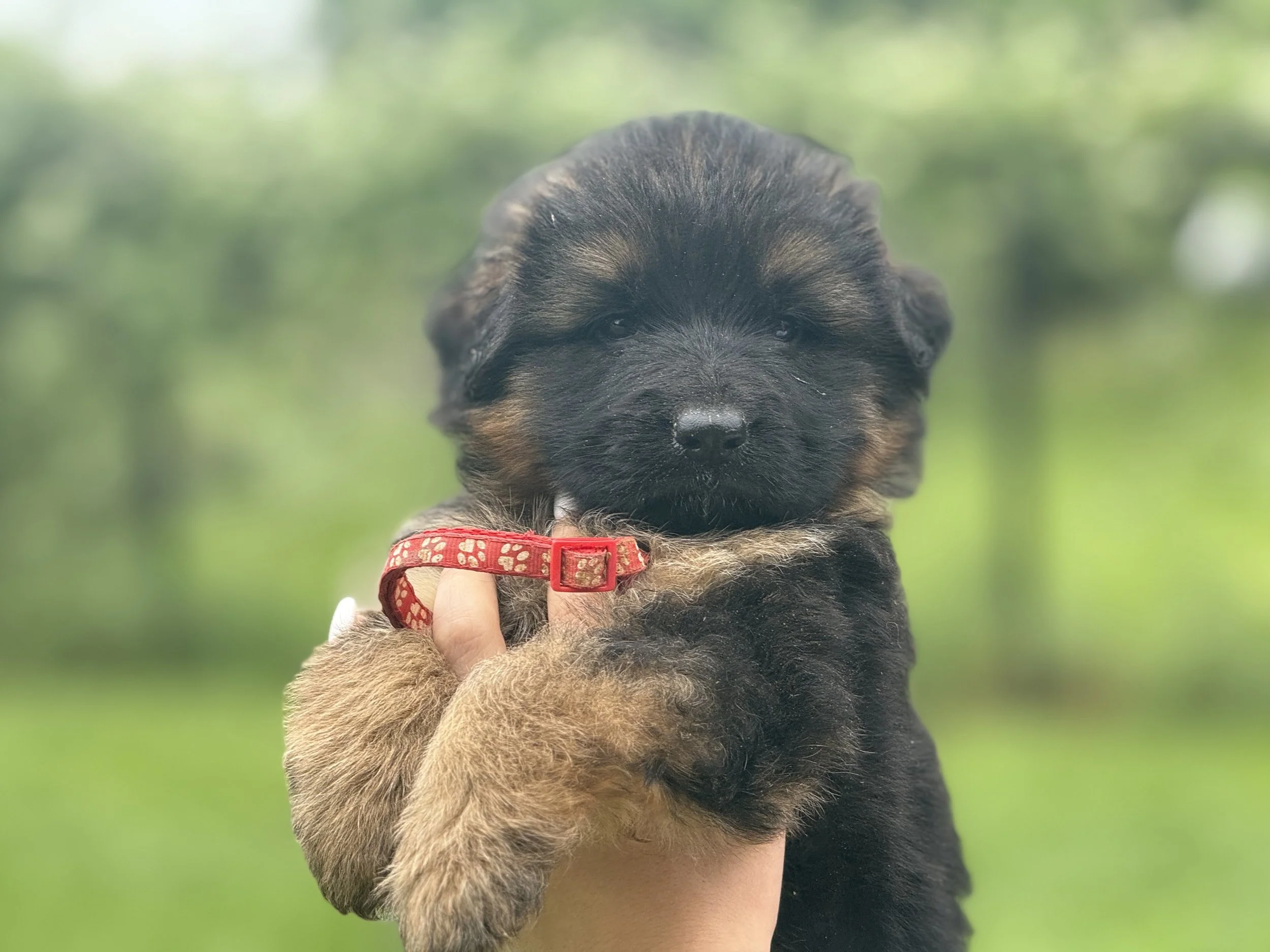 Lara Red Collar Female
