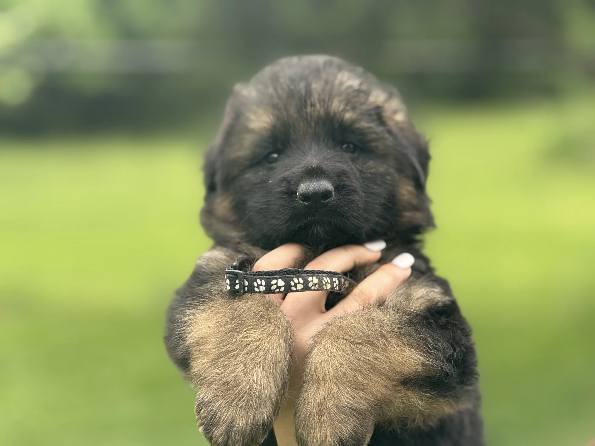 Lara Black Collar Male