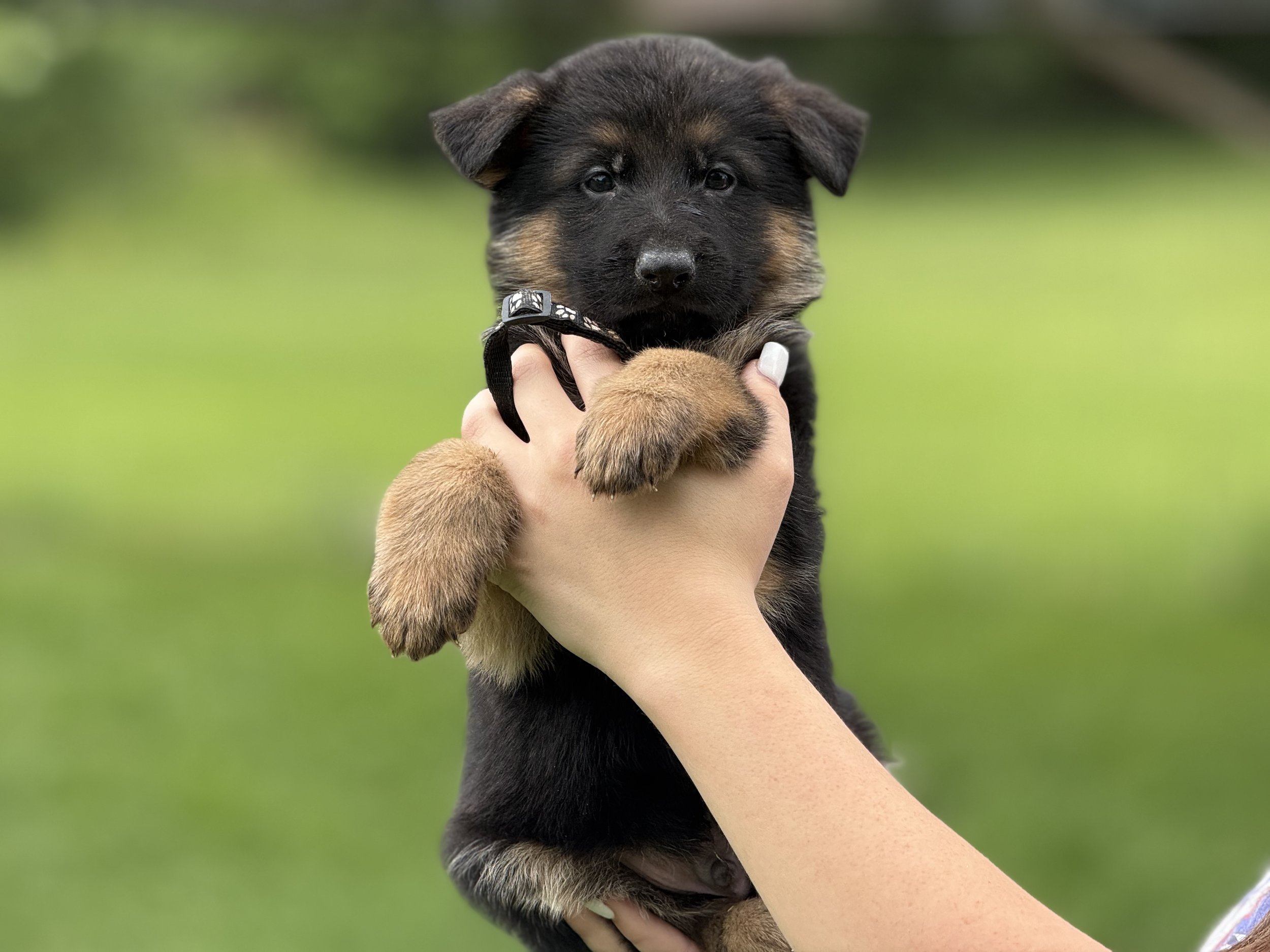 Black Collar Male