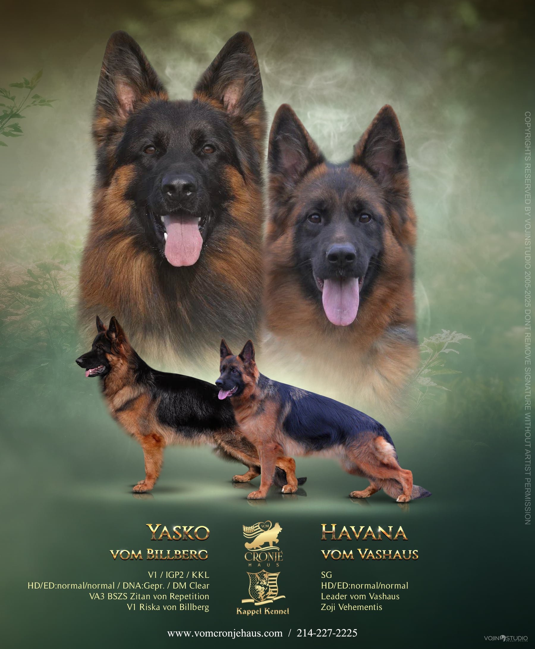 Puppies ready by mid-June
