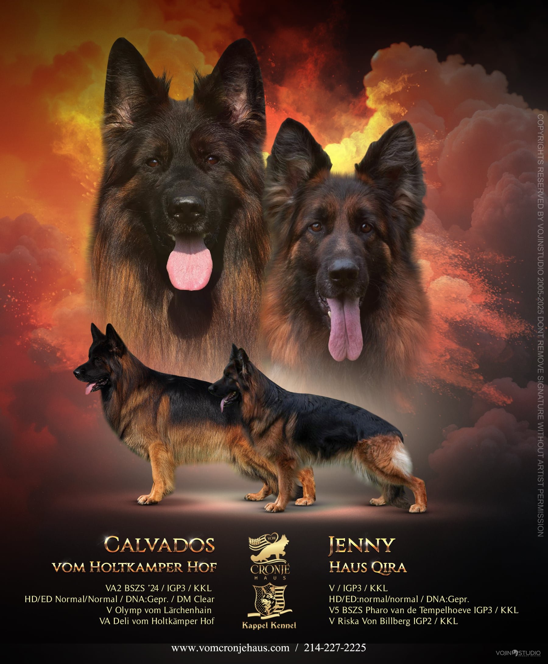 VA litter of imported female from Germany bred with the no. 2 long coat dog in Germany. This will be top quality, high end puppies. Puppies to be ready end of August.