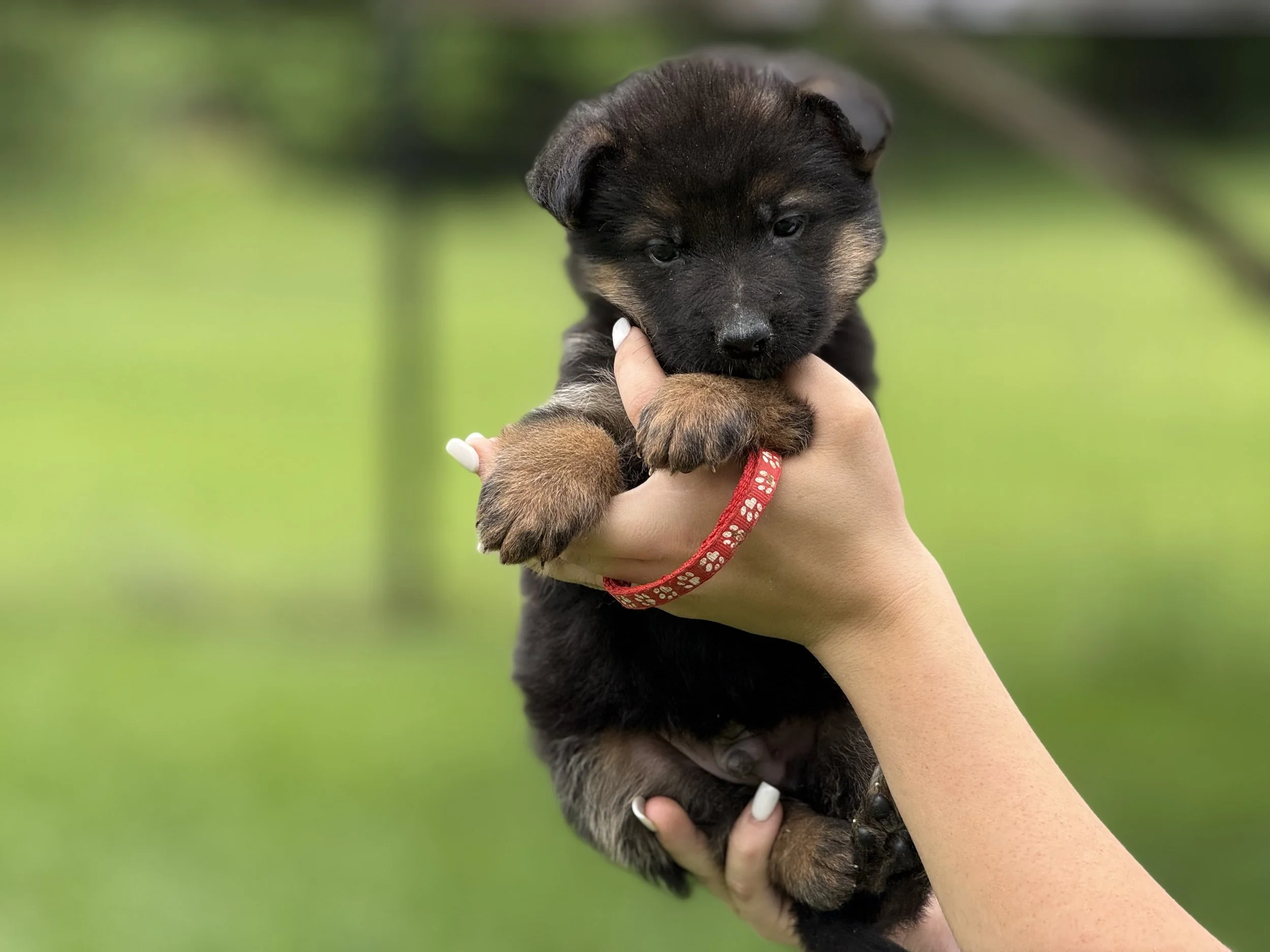 Red Collar Male