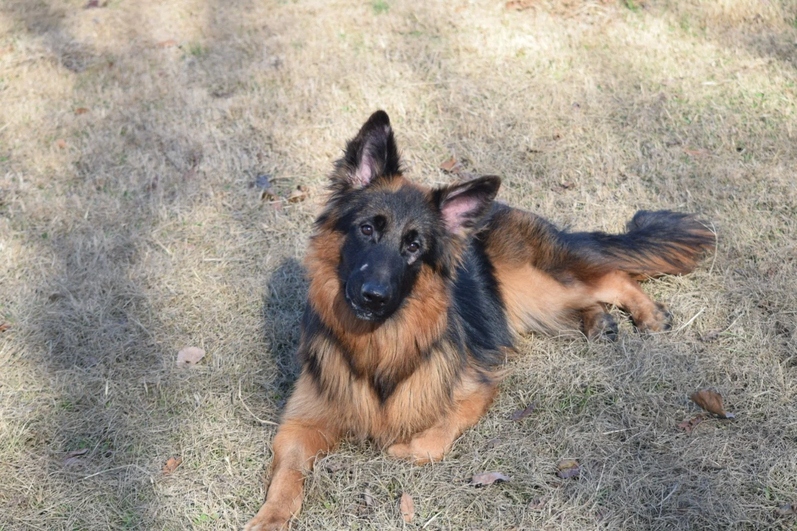 Young German Shepherds — Vom Cronje Haus German Shepherds