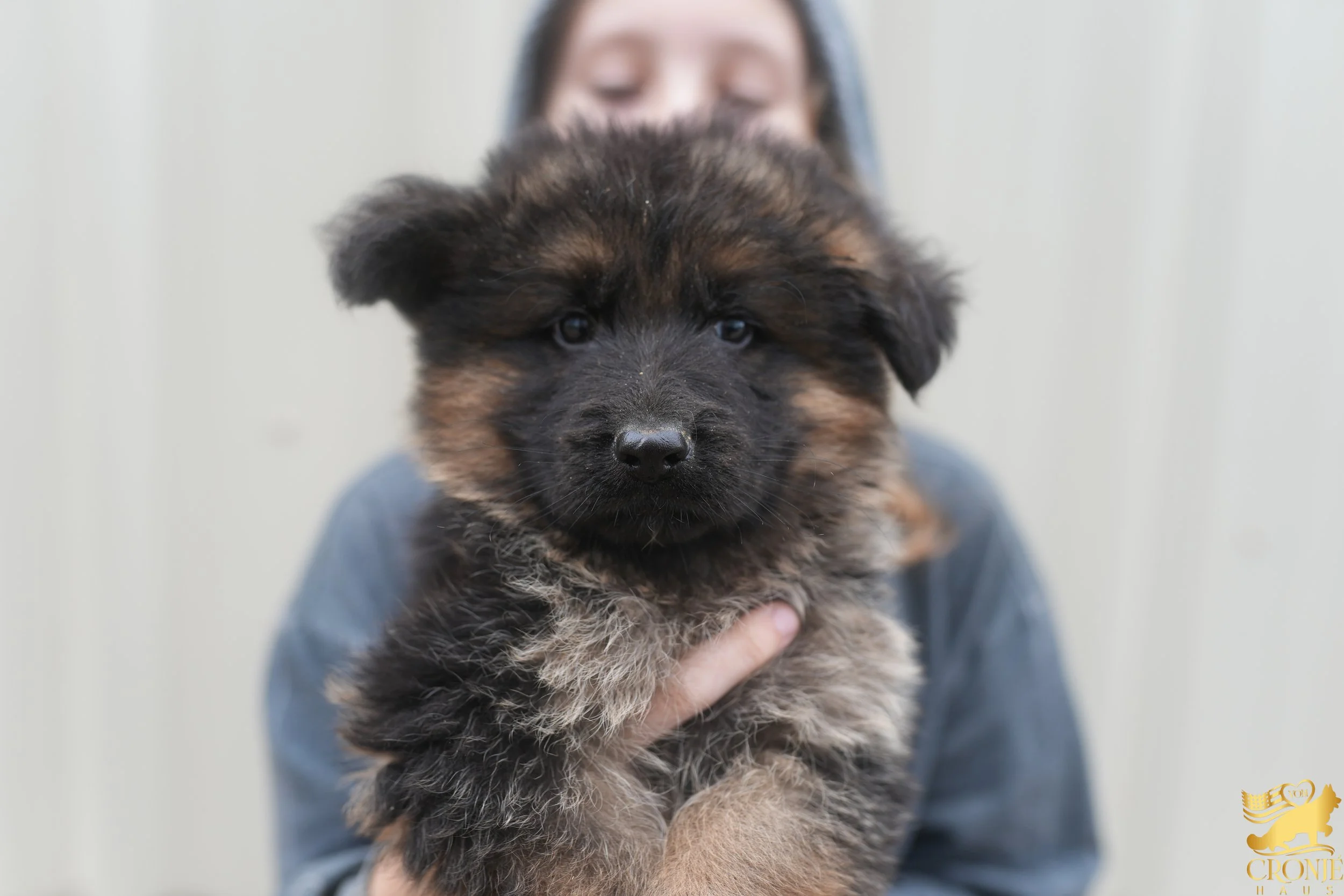 gsd puppies for sale, gsd puppy, gsd puppies, german shepherd dog