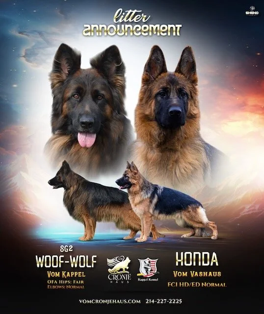 Honda and Wolfie.jpeg