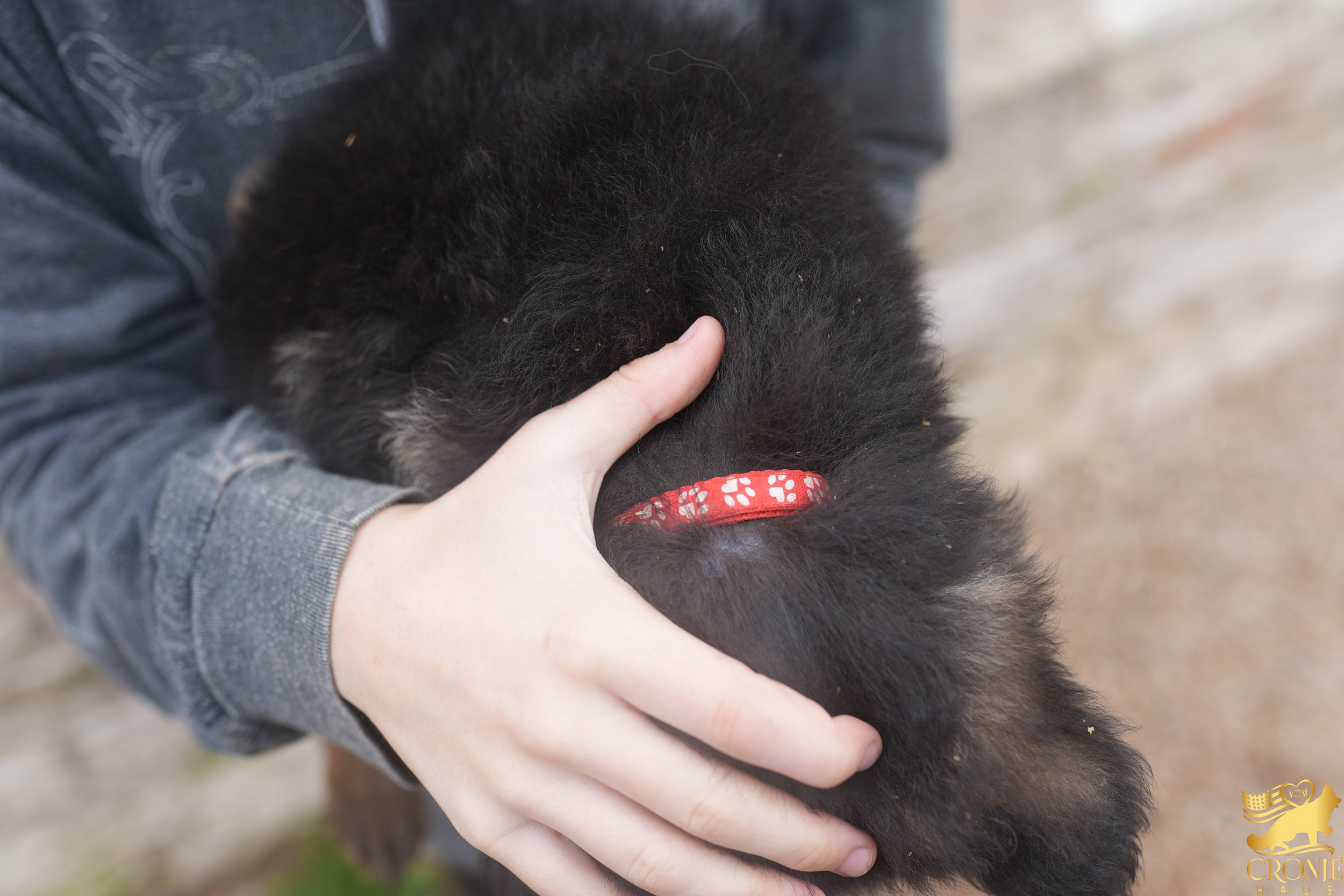 Maja Red Collar Female