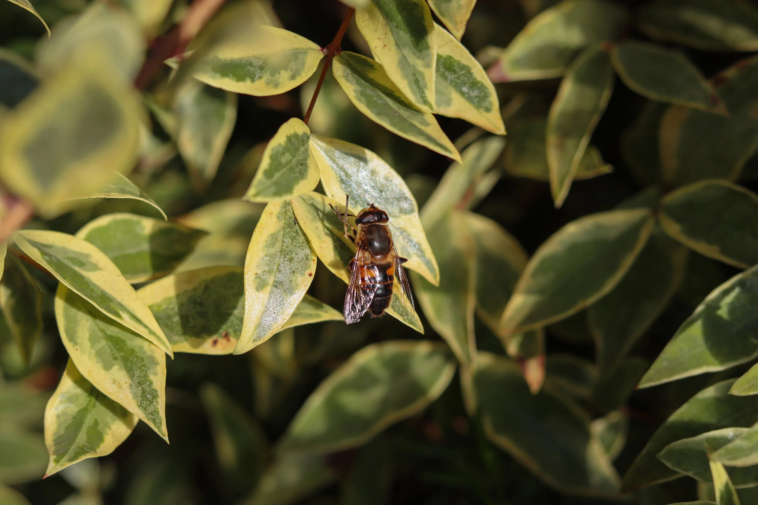 A recent capture of a bee on a tree. Simple yet visually appealing.