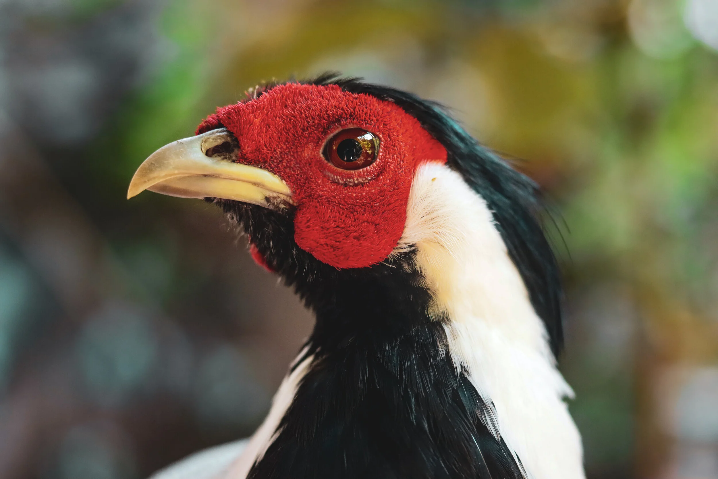 I was able to get close enough to have a Joel Sartore moment with this beautiful bird. This photo always inspires me to pursue my love for wildlife photography.