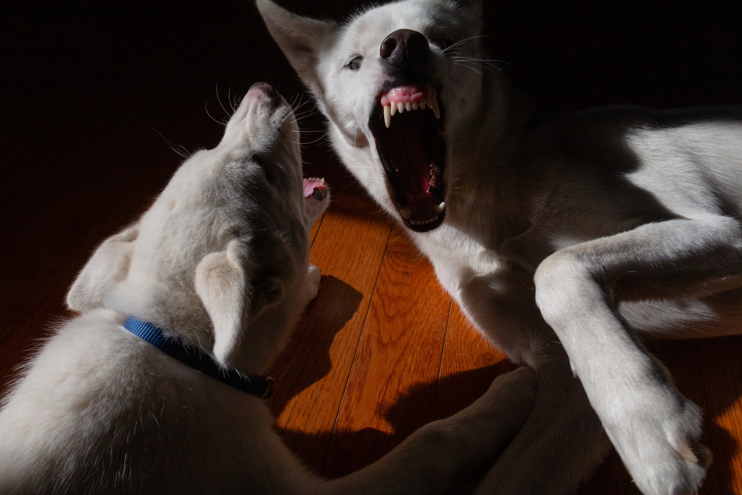 Capturing one of many instances of sibling rivalries. Sol (my younger husky) managed to release the kraken by bothering Luna while she was resting (she was clearly displeased).