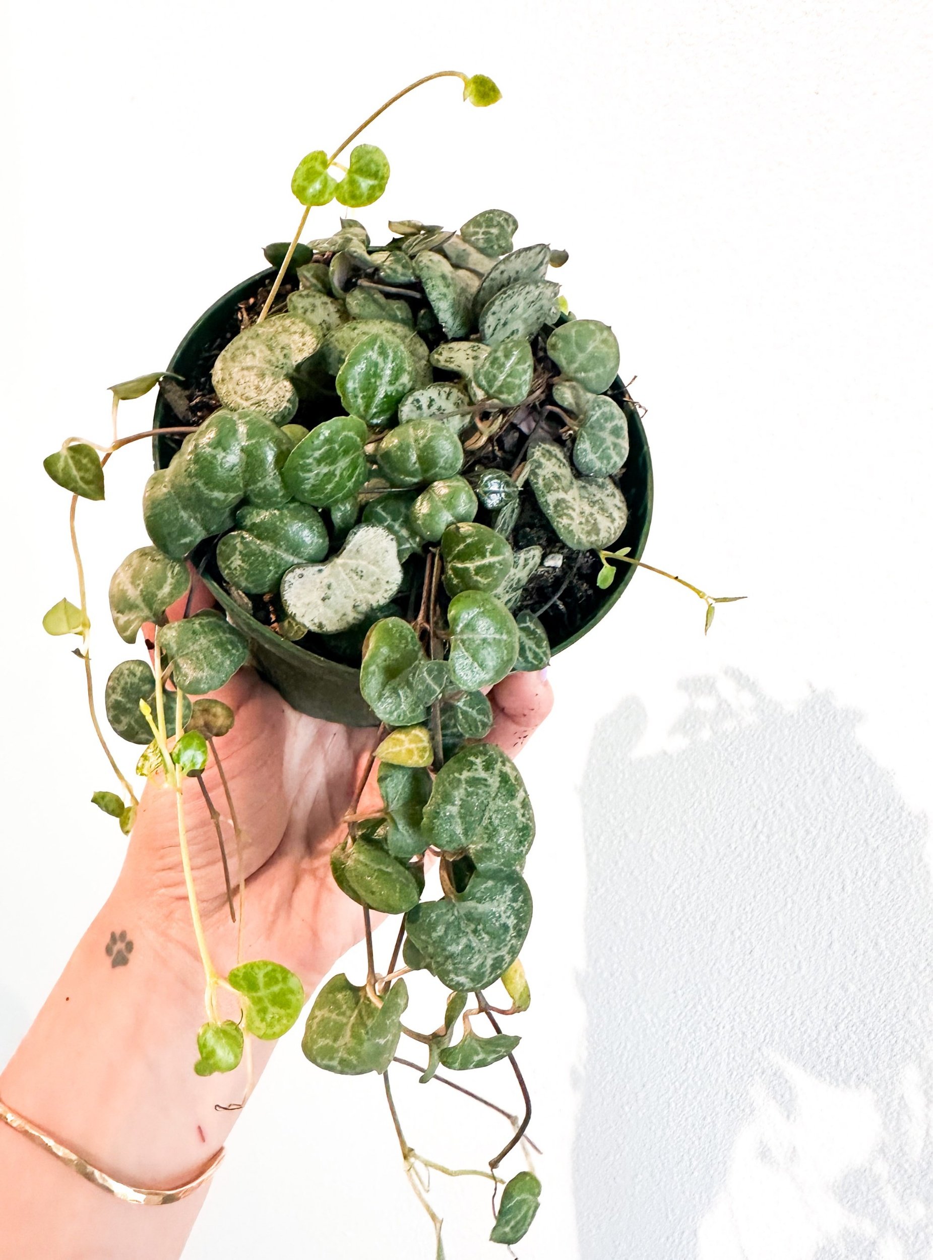 Ceropegia woodii “String of Hearts”