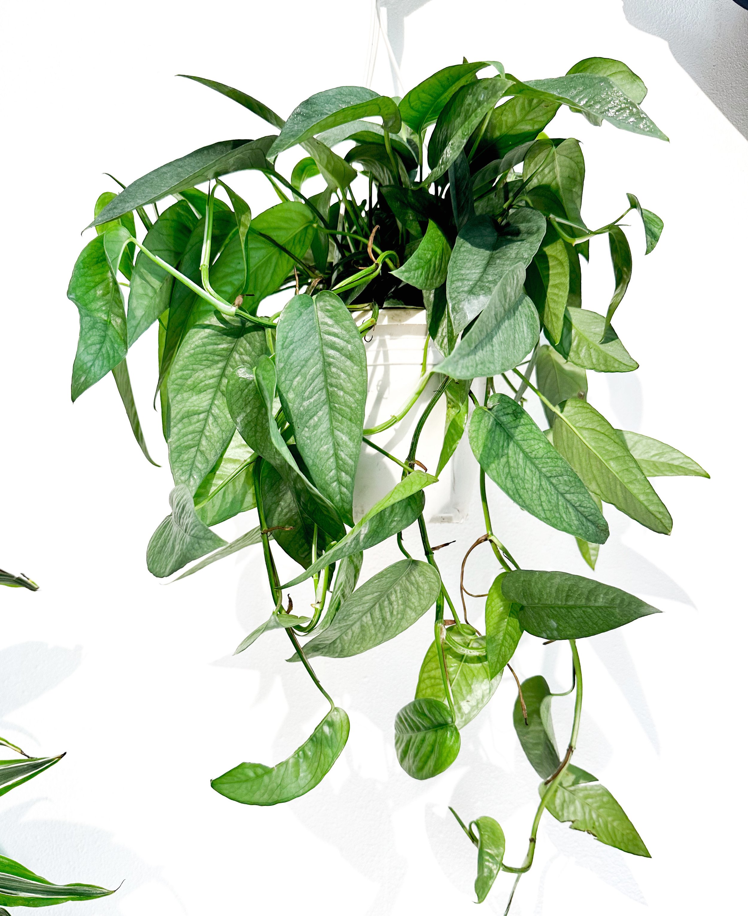 Epipremnum Cebu Blue