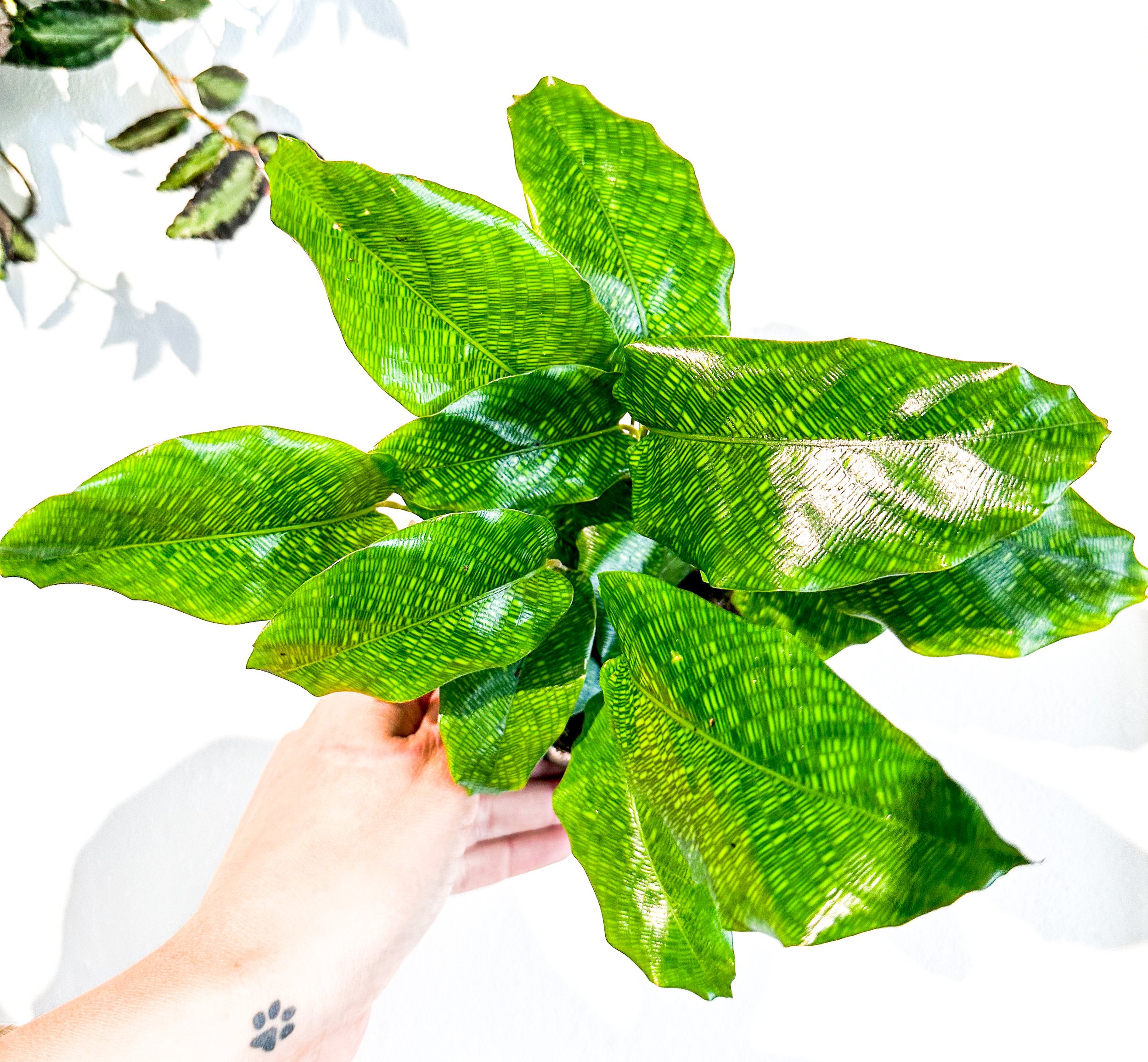 Calathea Musaica