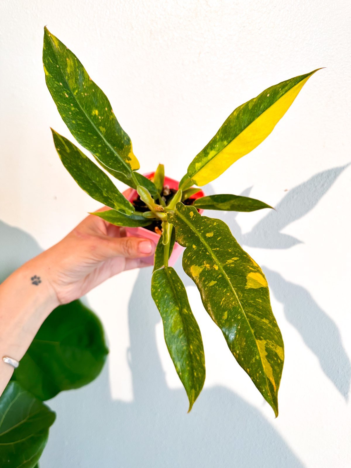 Philodendron Ring of Fire