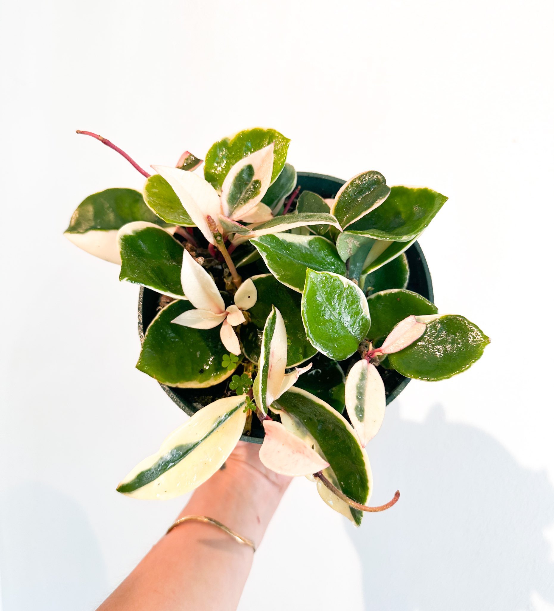 Hoya Krimson Queen