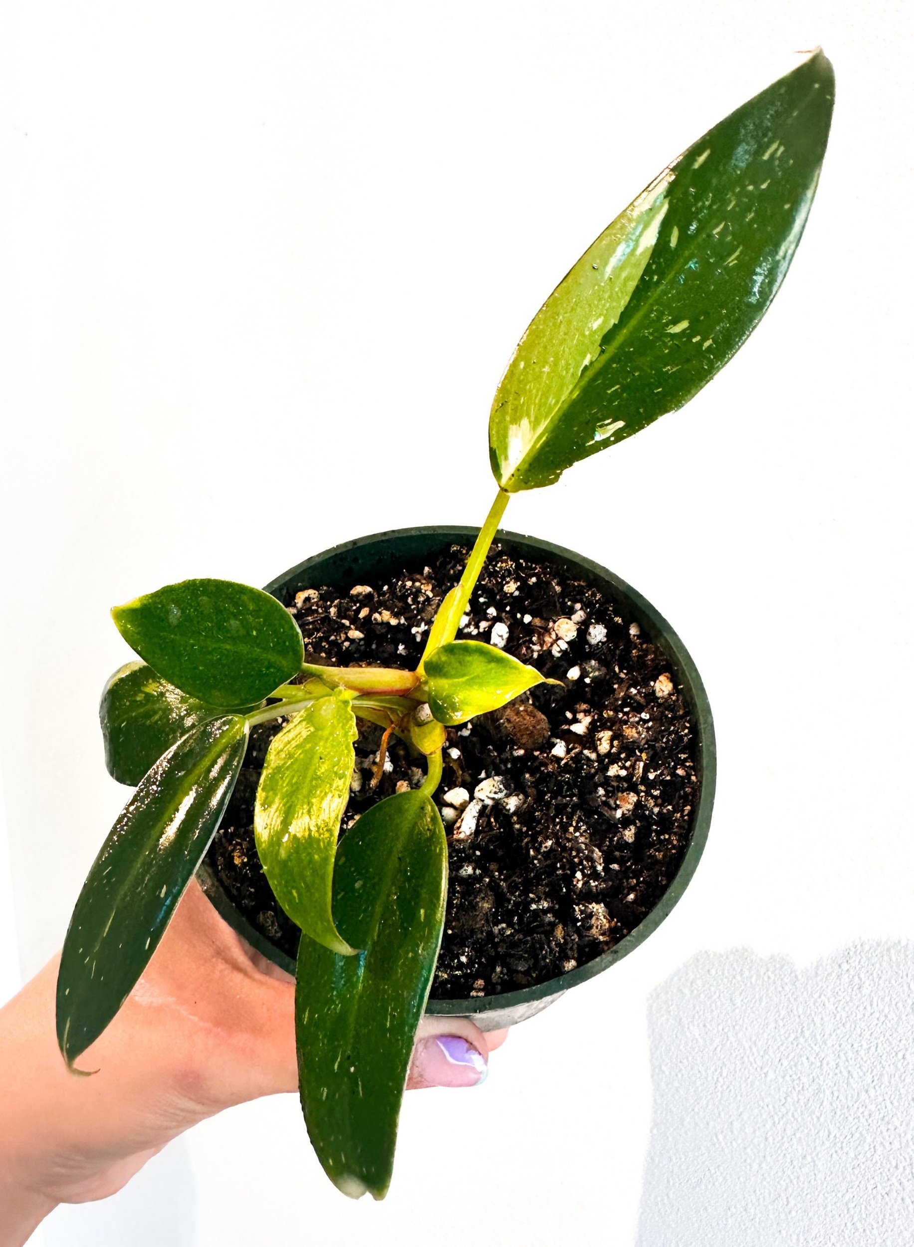 Philodendron "White Princess"