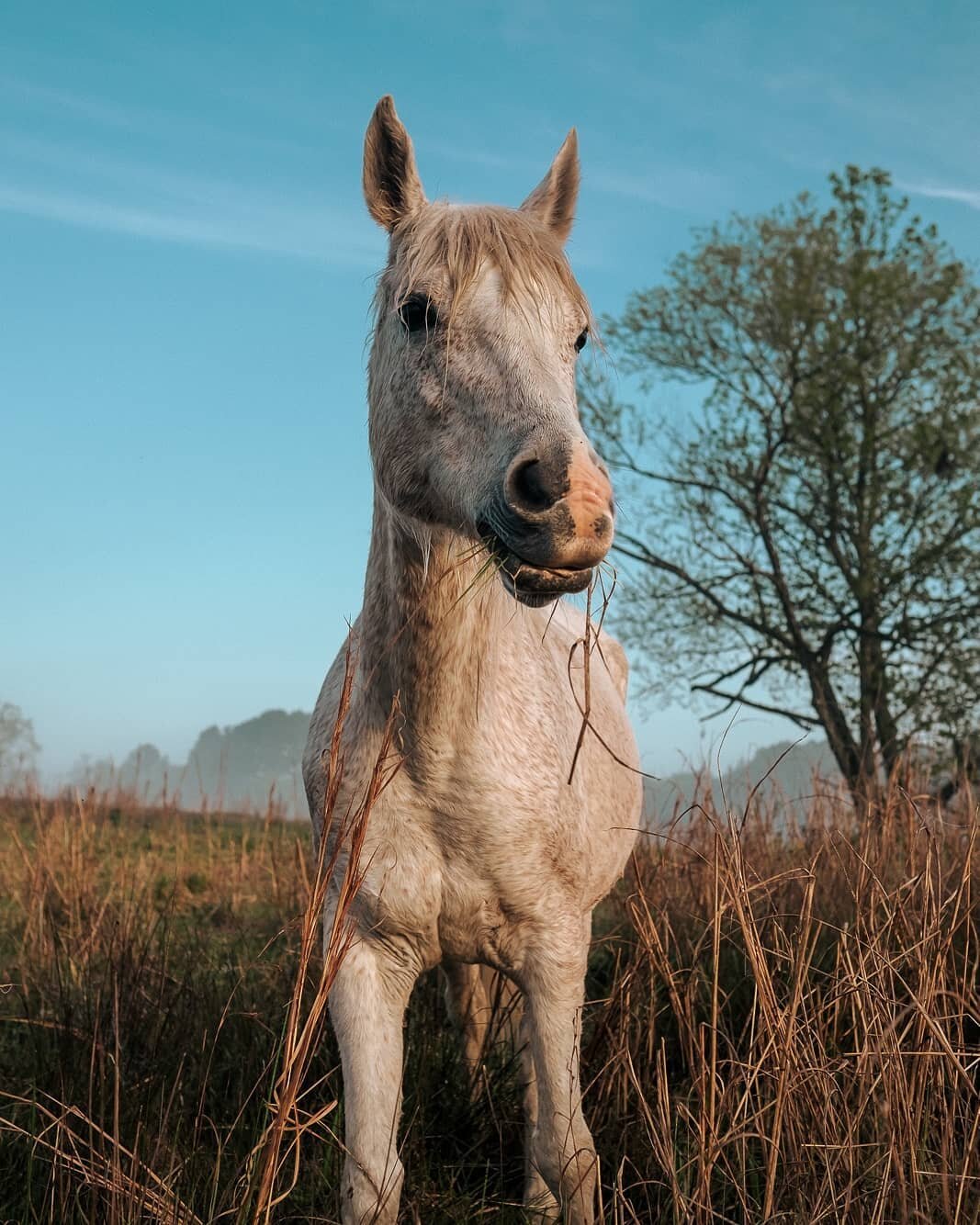 Currently missing the early mornings of letting the dogs out, grabbing a camera or two, and walking around the pasture grabbing shots of the horses as they grazed. It was so quiet and peaceful. And Ramona loved the attention so much, she would mouth 
