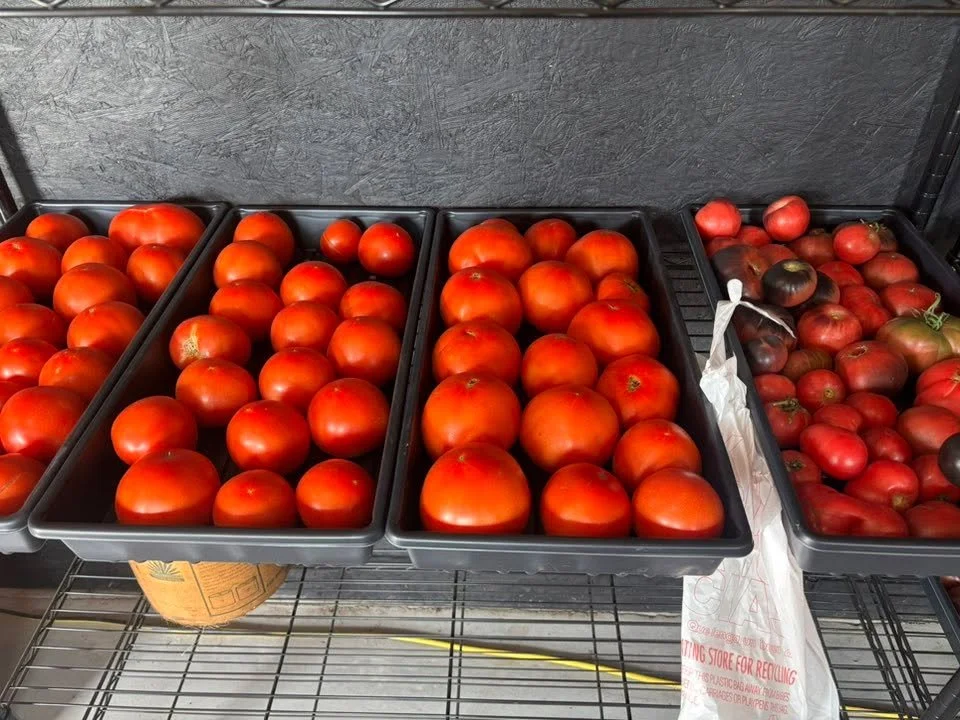 We still have Tomatoes!! TeckFarms wil be open this week Tuesday September 30th through Thursday October 2nd from 9:00am to 5:00 pm.
