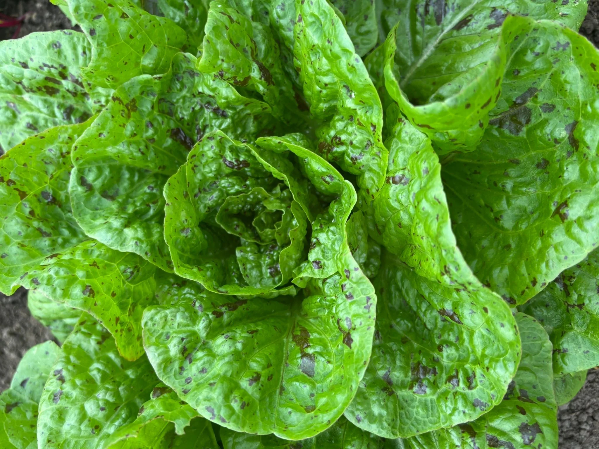 Teck Farms will be open Monday April 27th. Wednesday the 29th and Thursday the 30th from 10:00am to 5:00pm. We have lettuce blends, Bok choy, Kale, and Rhubarb. We are located 1239 N Hendricks in Hutch.