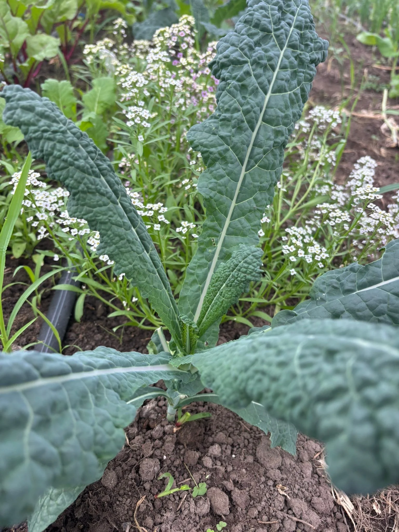 TeckFarms open tomorrow may 1st, 10am to 3:00 pm. Saturday 10am -1:00pm. 1239 n Hendricks