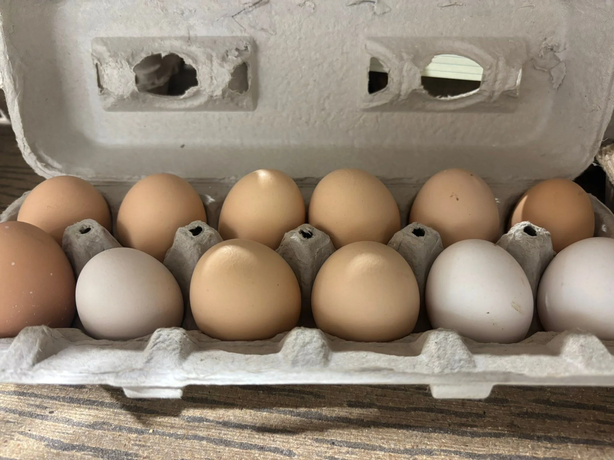 Teck Farms will be open May 5th -7th from 10am to 5pm. We have salad blends, eggs, Swiss chard, kale, bok choy, rhubarb, and radishes. ￼1239 N Hendricks.